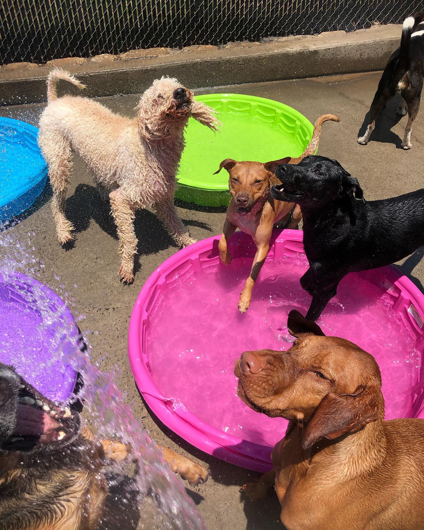 Dog Daycare Swimming