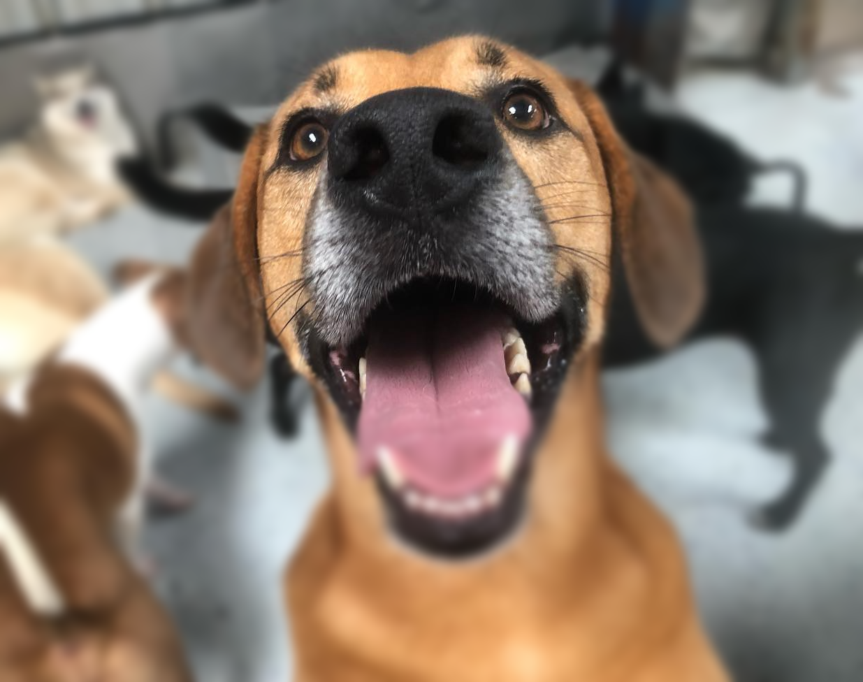 Doggie Daycare