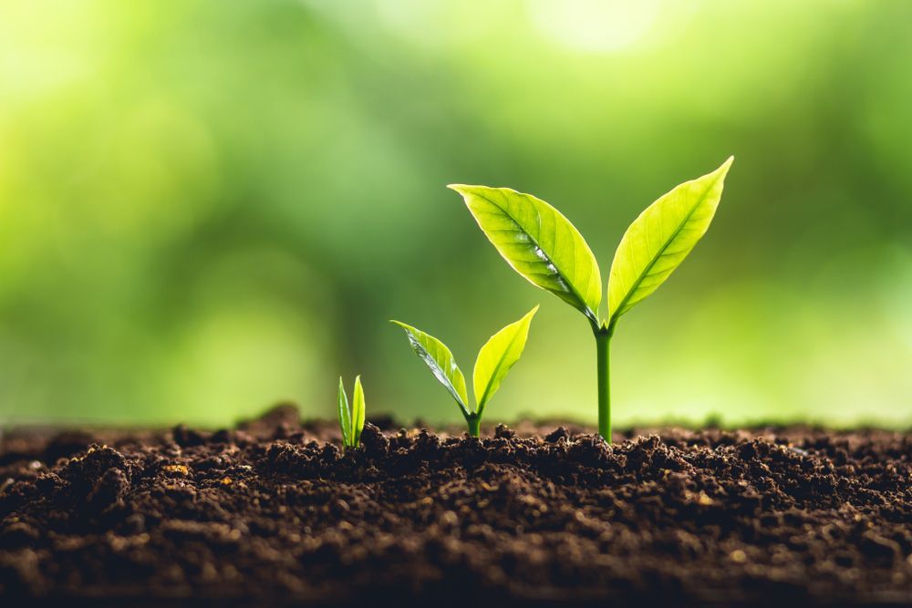 Small Young Plant Seedlings