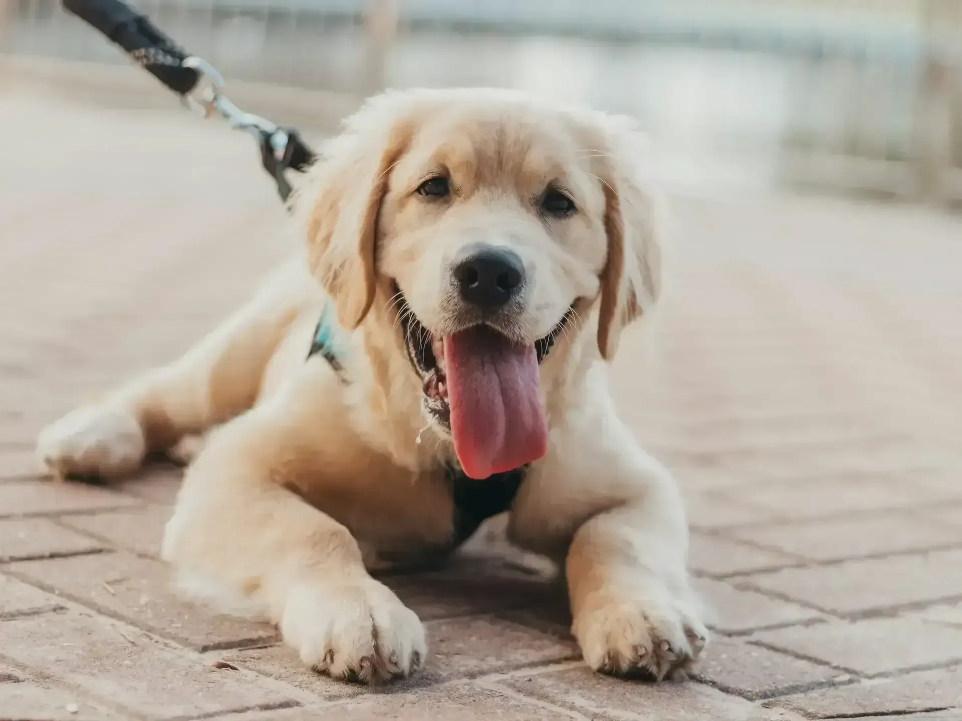 Happy dog that's outside being walked laying on the ground for the picture.