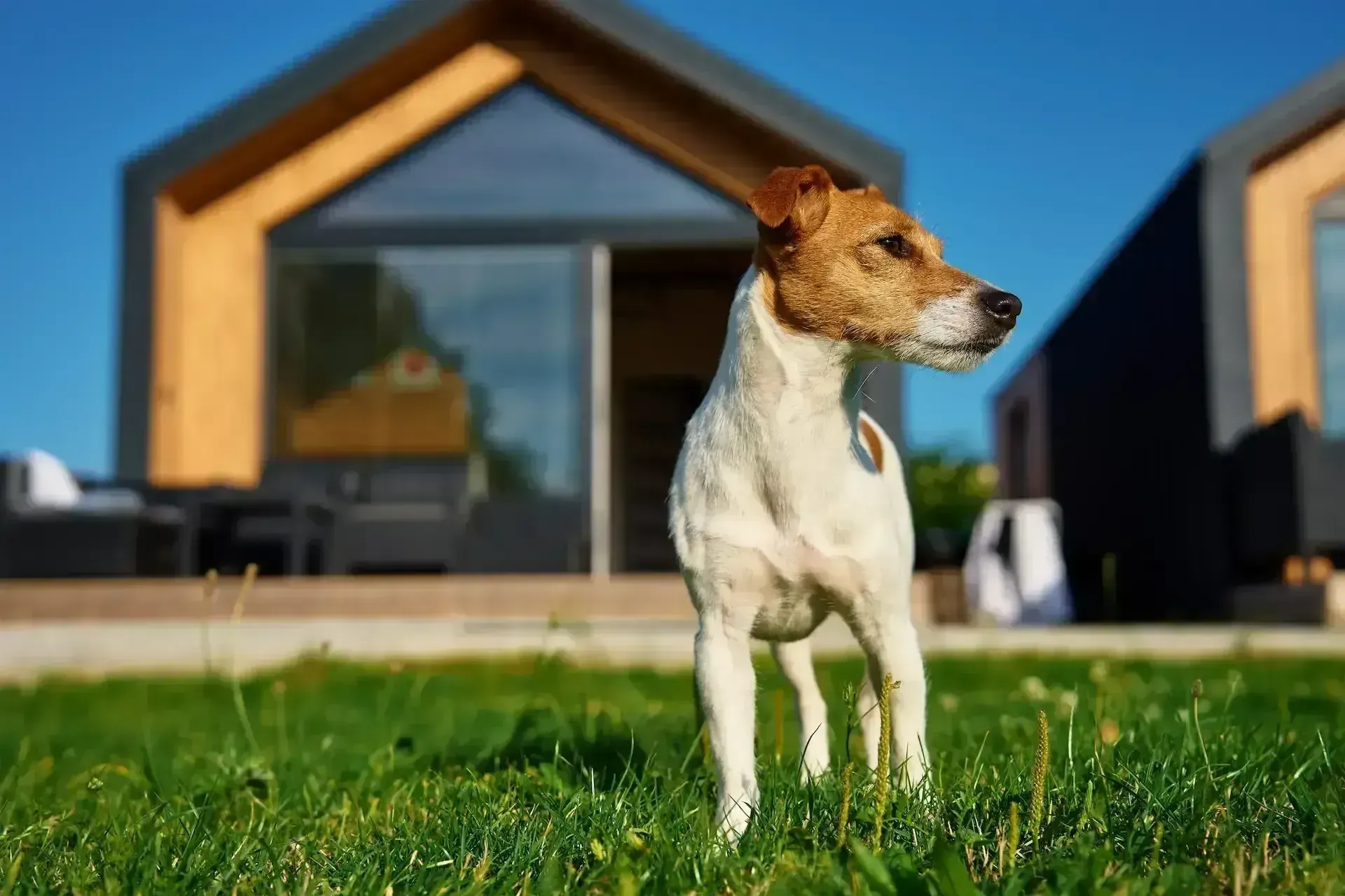 Small dog in the backyard on the grass.