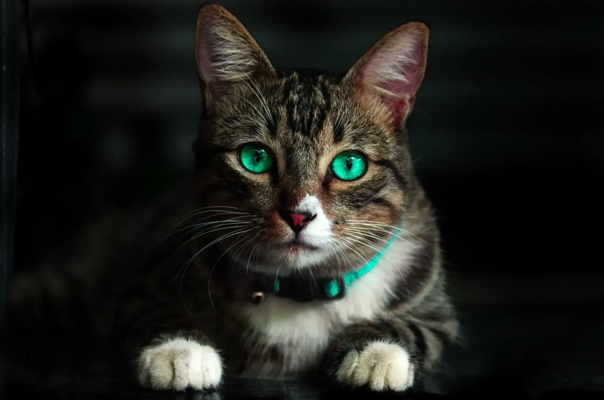 Pet cat sitting and looking directly at the camera