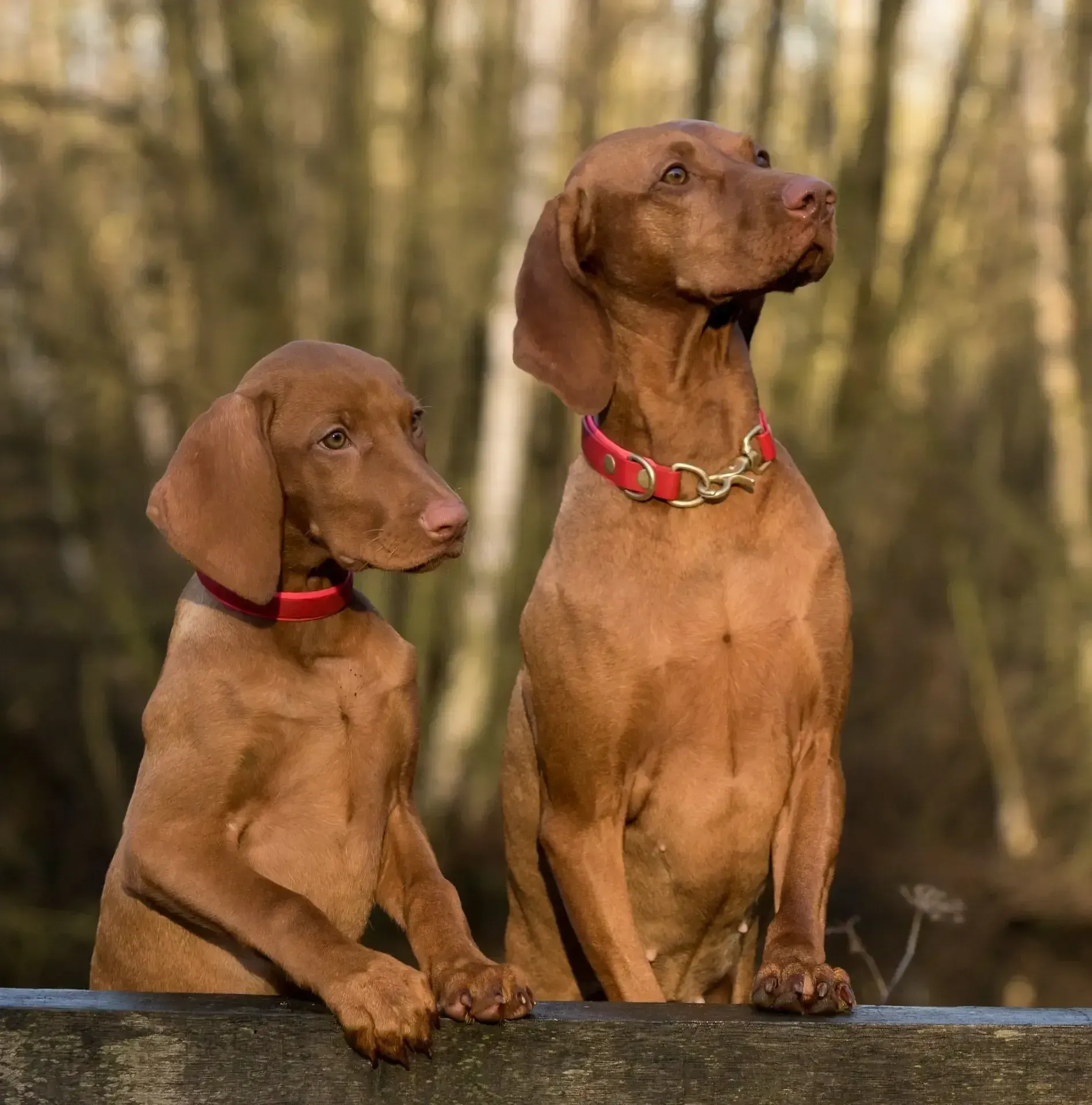 Two dogs that are outside posing for the picture.