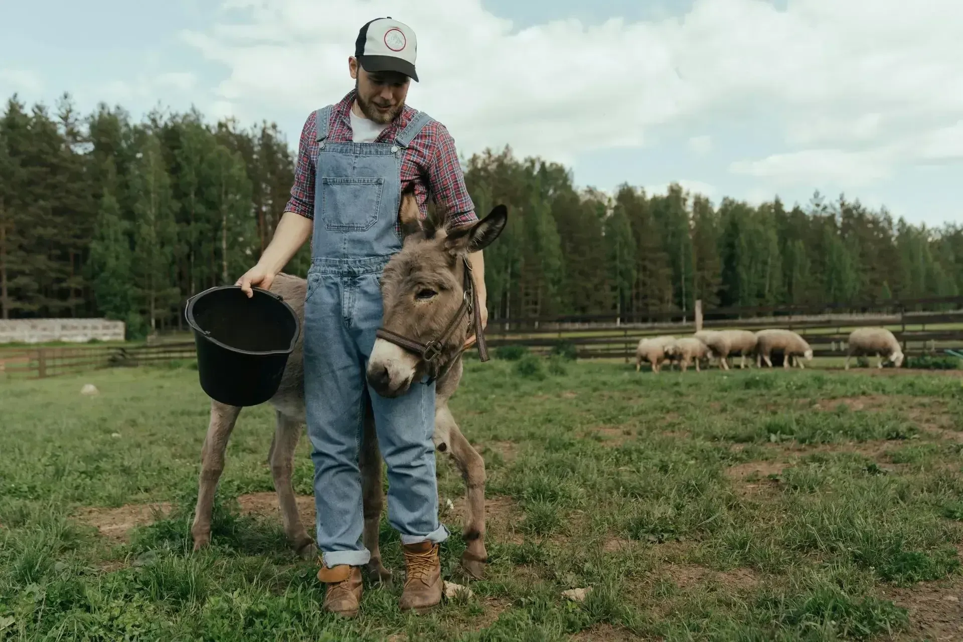 Professional pet sitter providing care for his mule