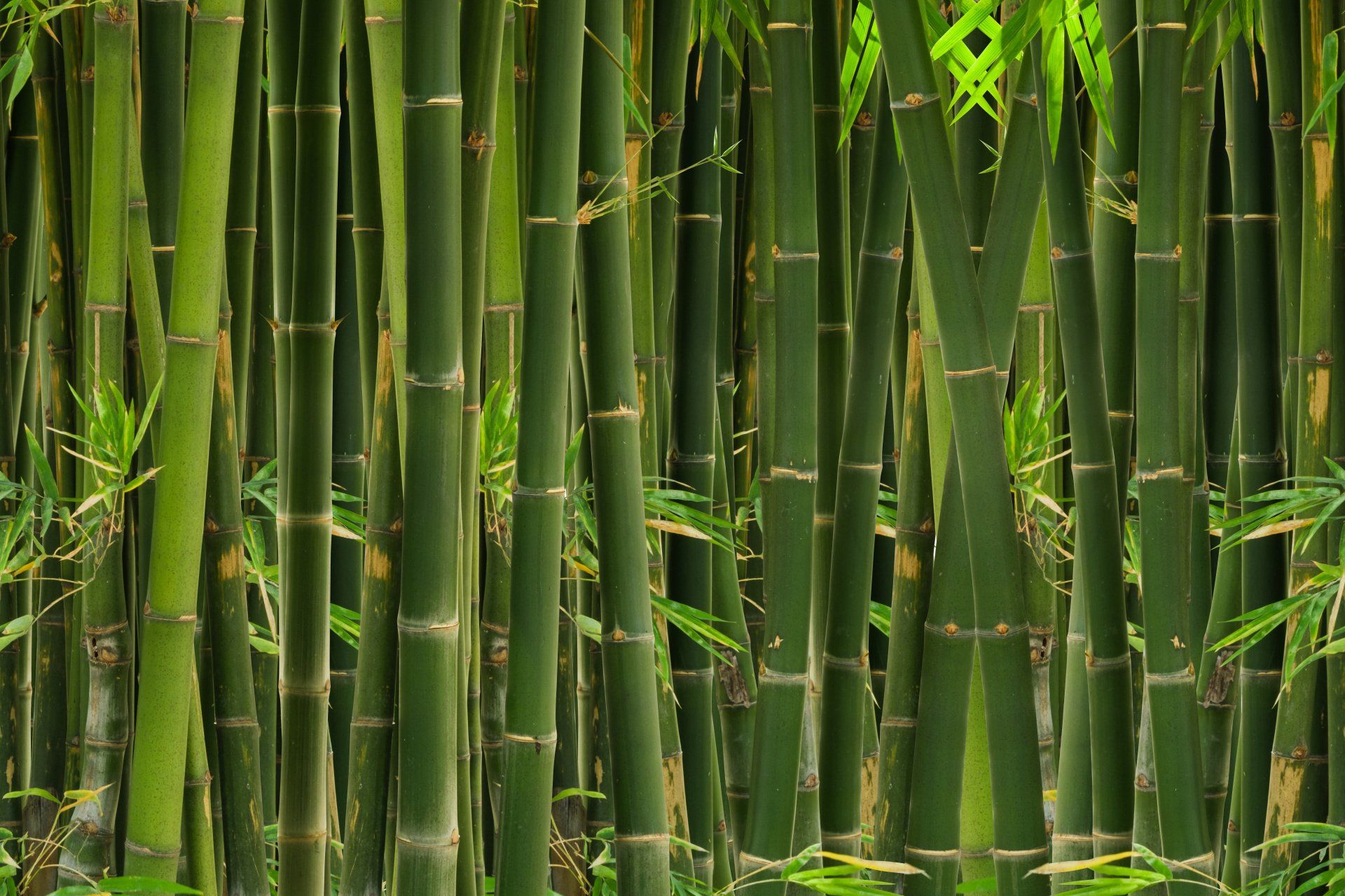 bamboo