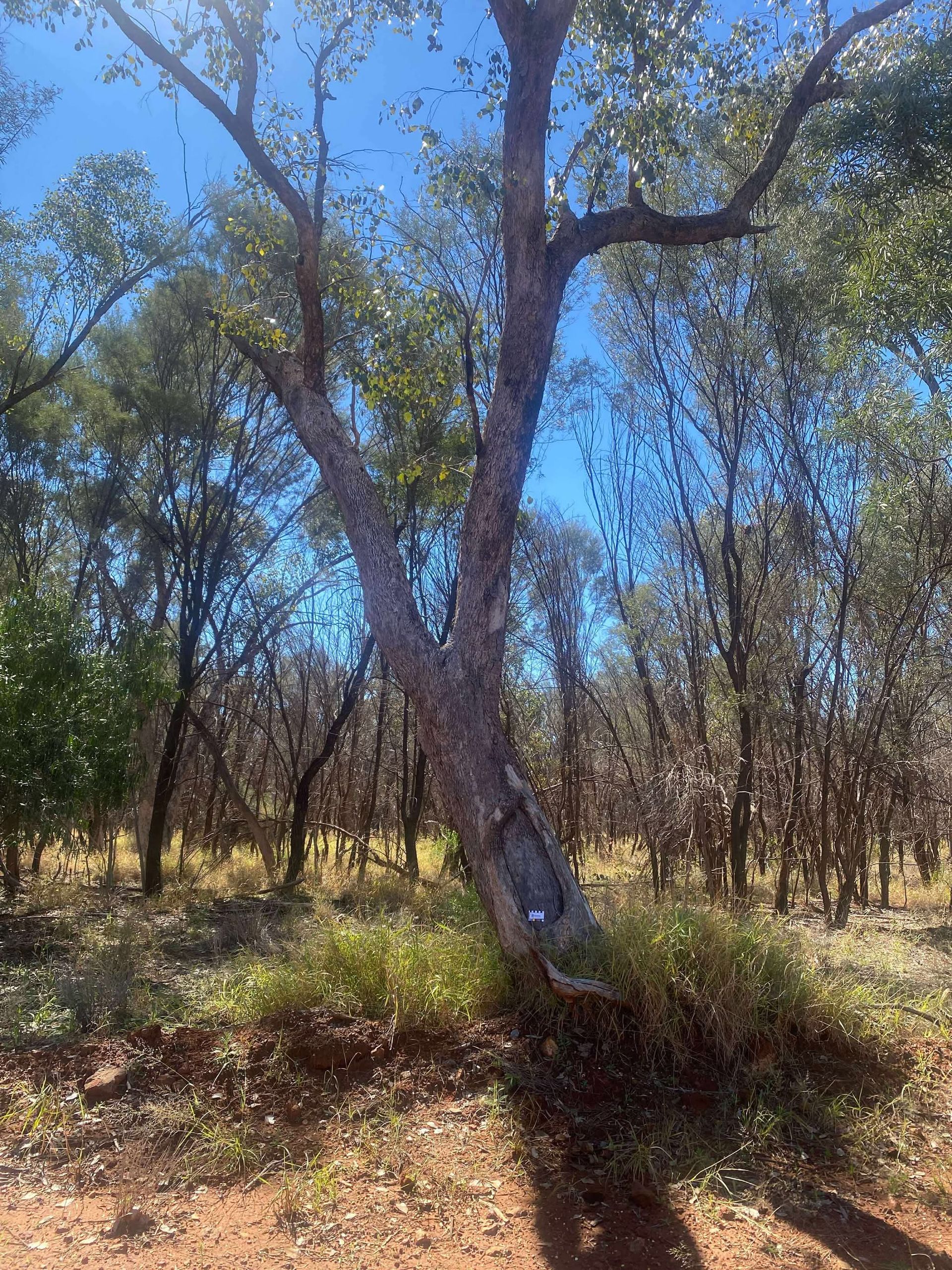 Did You Know? Scar Trees Reveal Cultural and Historical Stories