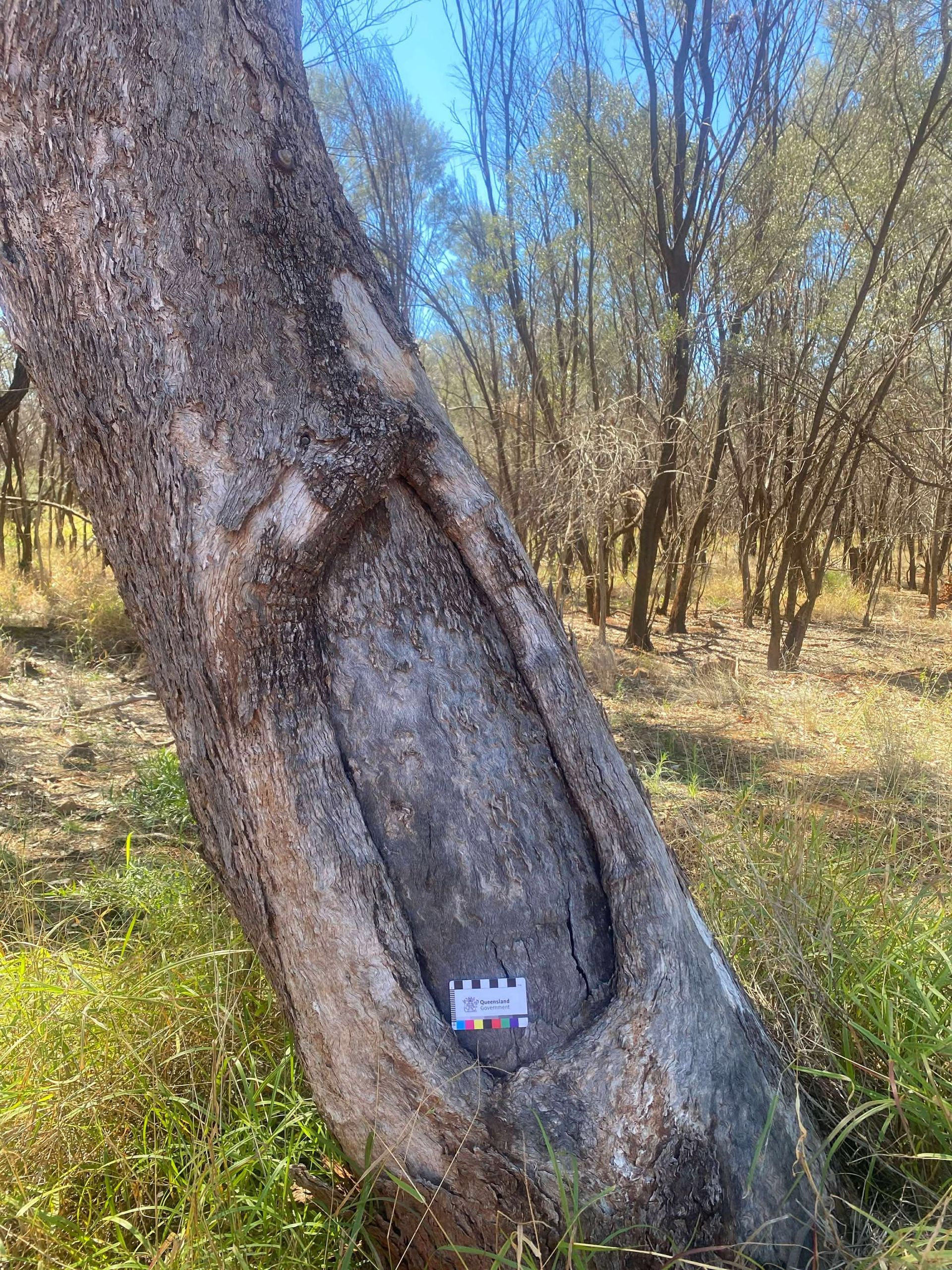 Did You Know? Scar Trees Reveal Cultural and Historical Stories