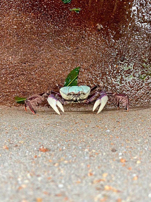 Um caranguejo azul-claro e roxo com garras brancas em pé sobre uma superfície arenosa em frente a uma parede texturizada de cor marrom-avermelhada.