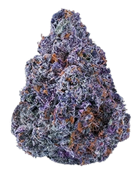 Purple and green cannabis bud with orange hairs.