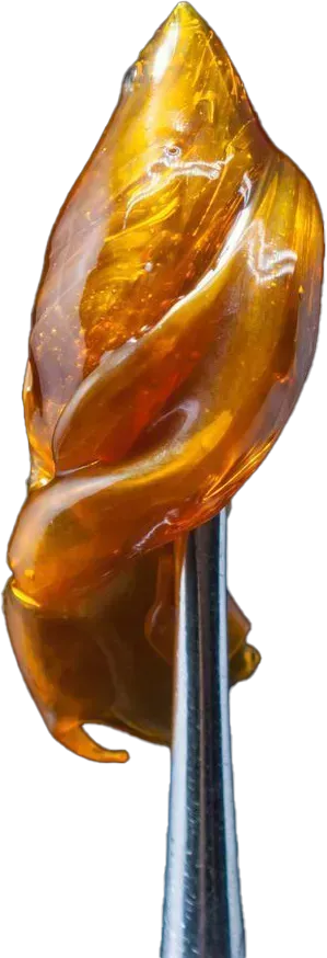 Close-up of golden, translucent cannabis concentrate held by metal tweezers.