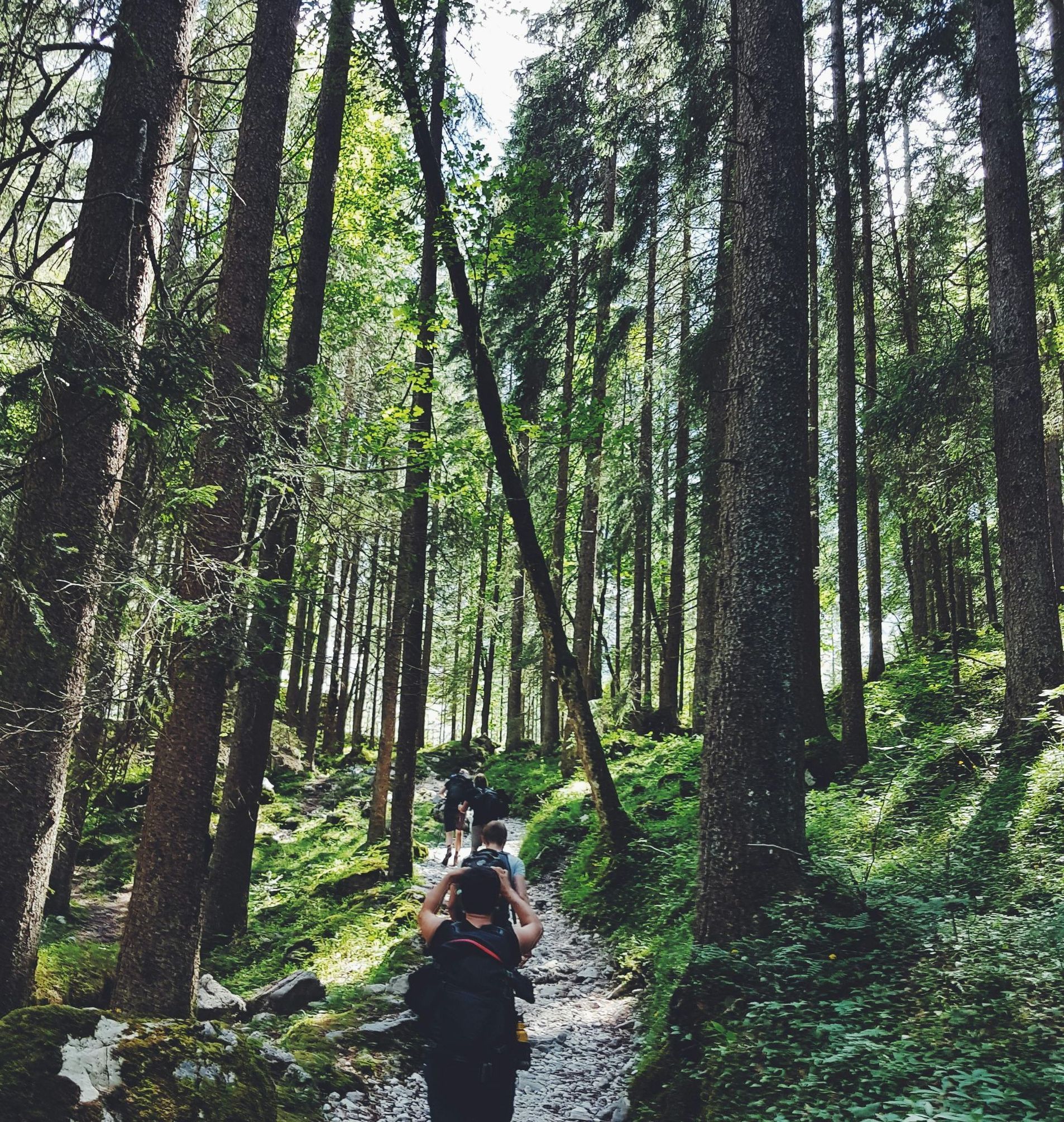 A group of people are walking through a lush green forest