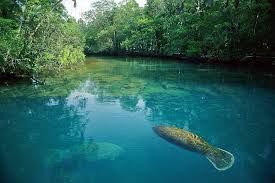 Homosassa