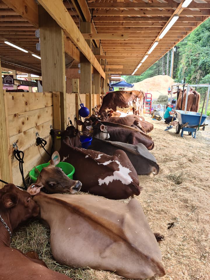 A row of cows are laying down in a barn