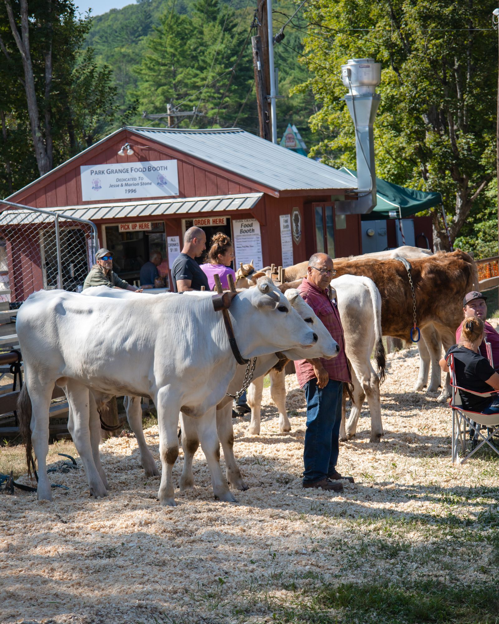 People petting white and brown cows outside a rustic barn in a sunny farm setting