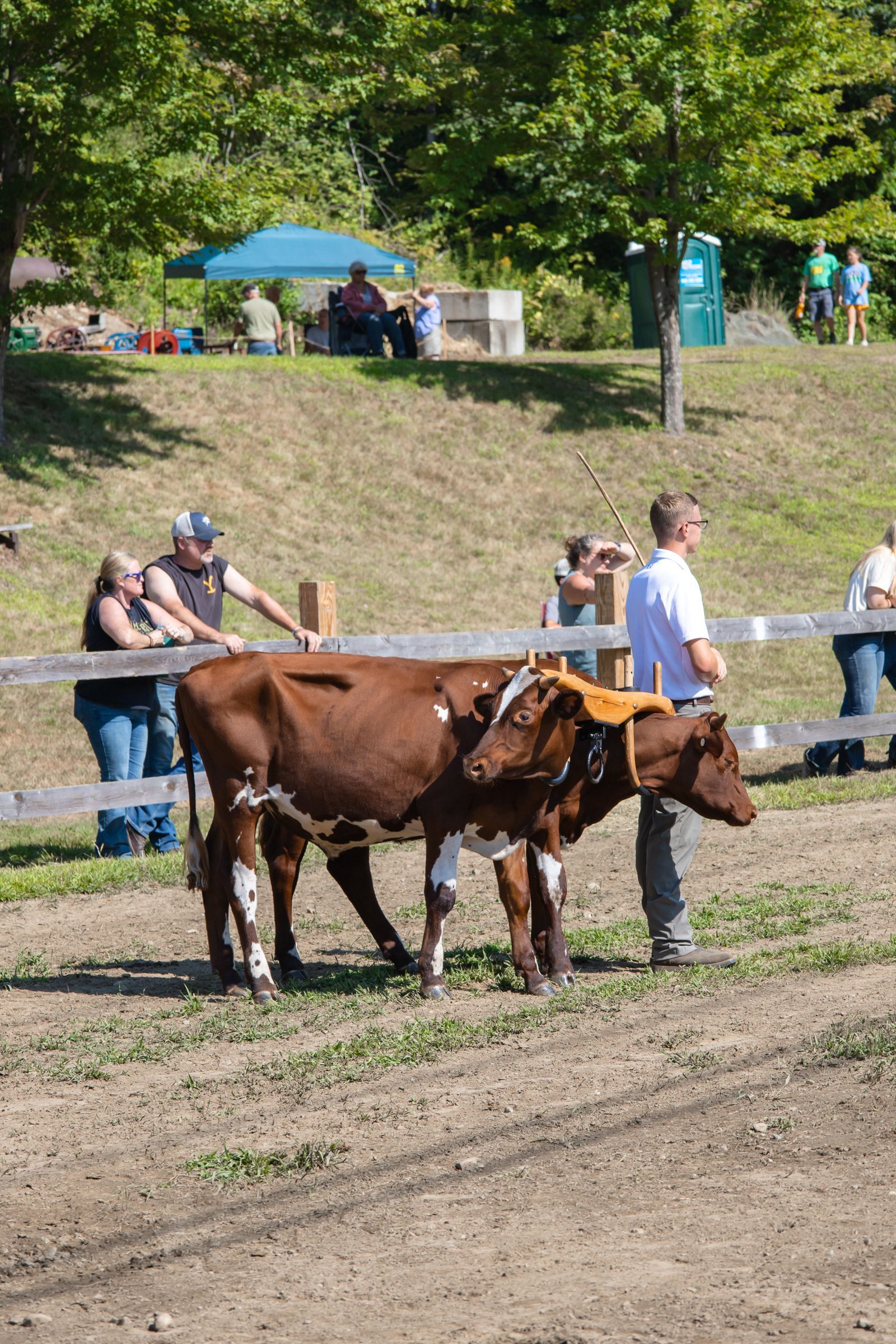 Two brown oxen harnessed together with handlers in a dirt arena, spectators watching behind a fence.