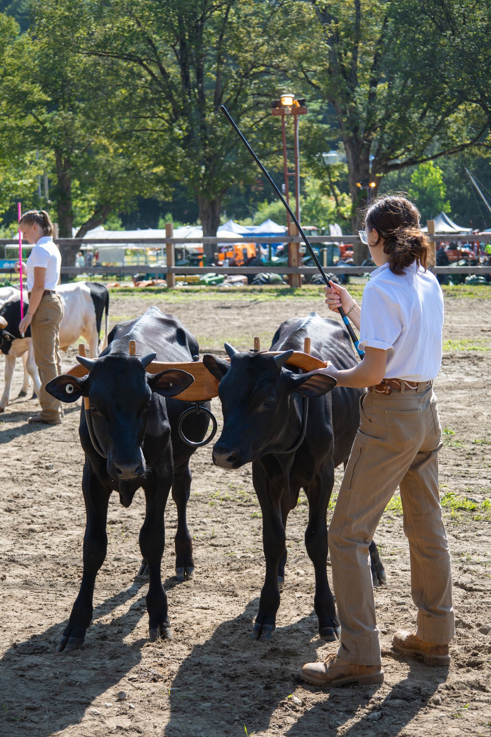 Person leads two black calves in a park, with trees and people in the background.
