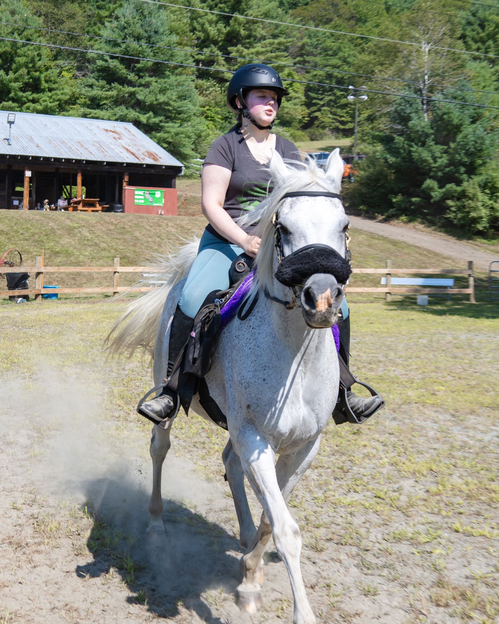 Rider on a gray horse trotting in a sunny outdoor arena, with a barn and trees in the background.