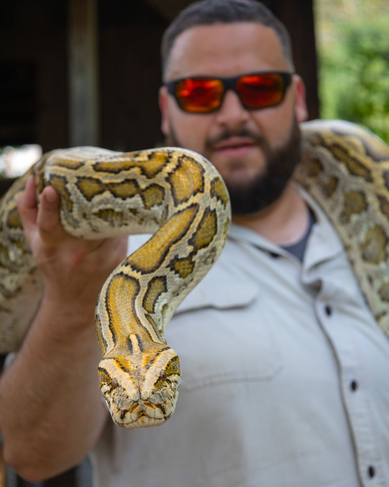 Man holding a large yellow-and-brown python, wearing red sunglasses outdoors.