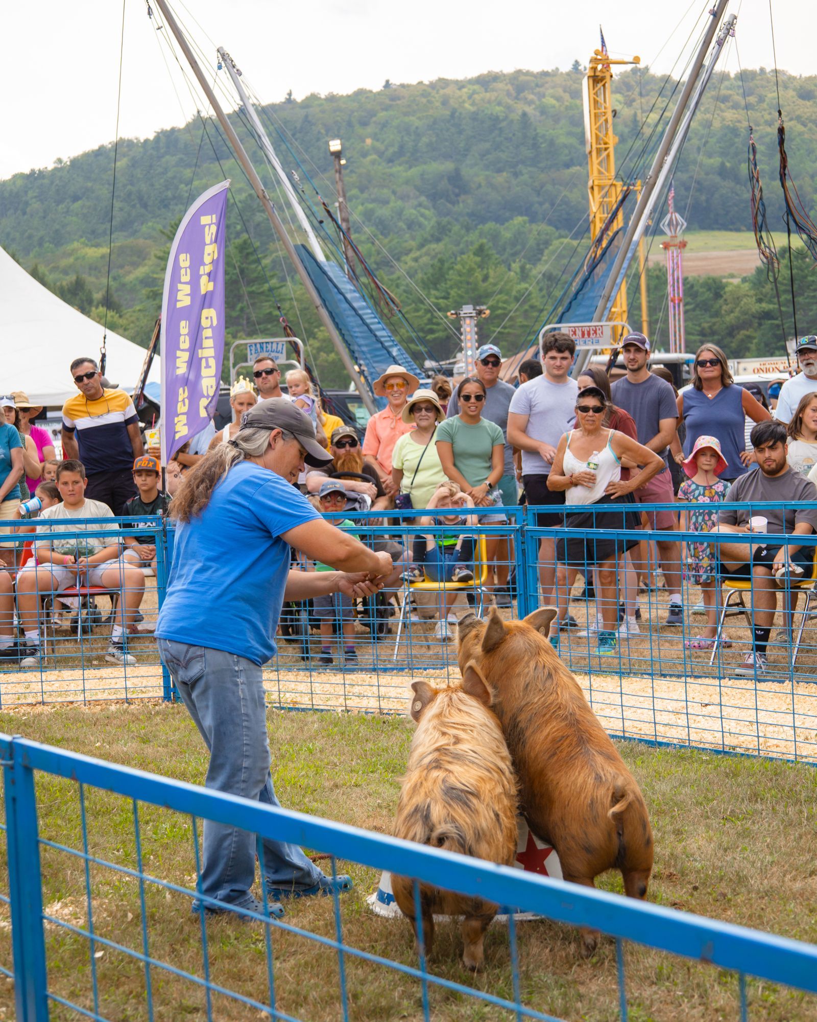 Man in blue shirt feeding two bears in an outdoor show, with crowd watching behind a blue fence.