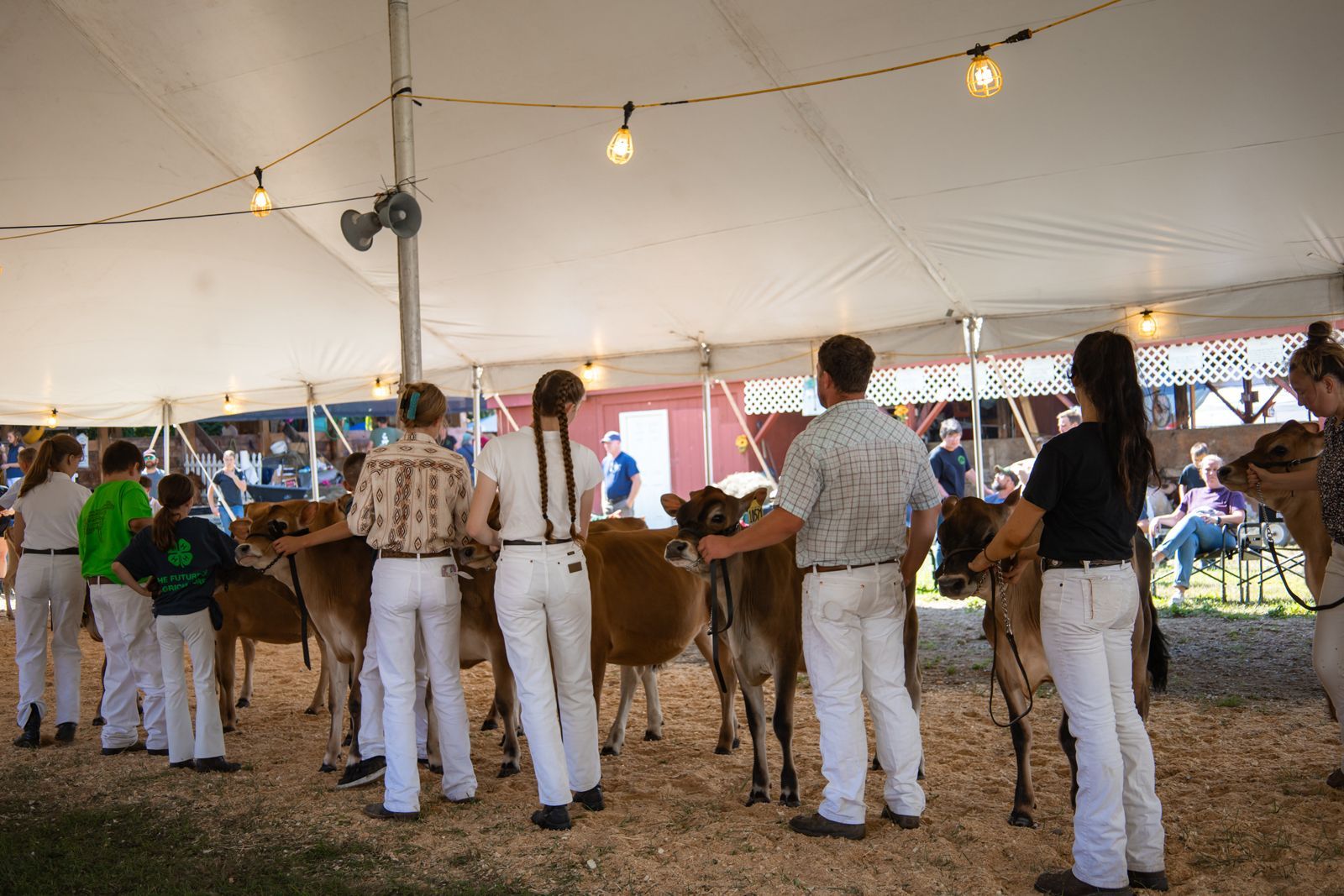 People standing with a calf under a large tent at a livestock show