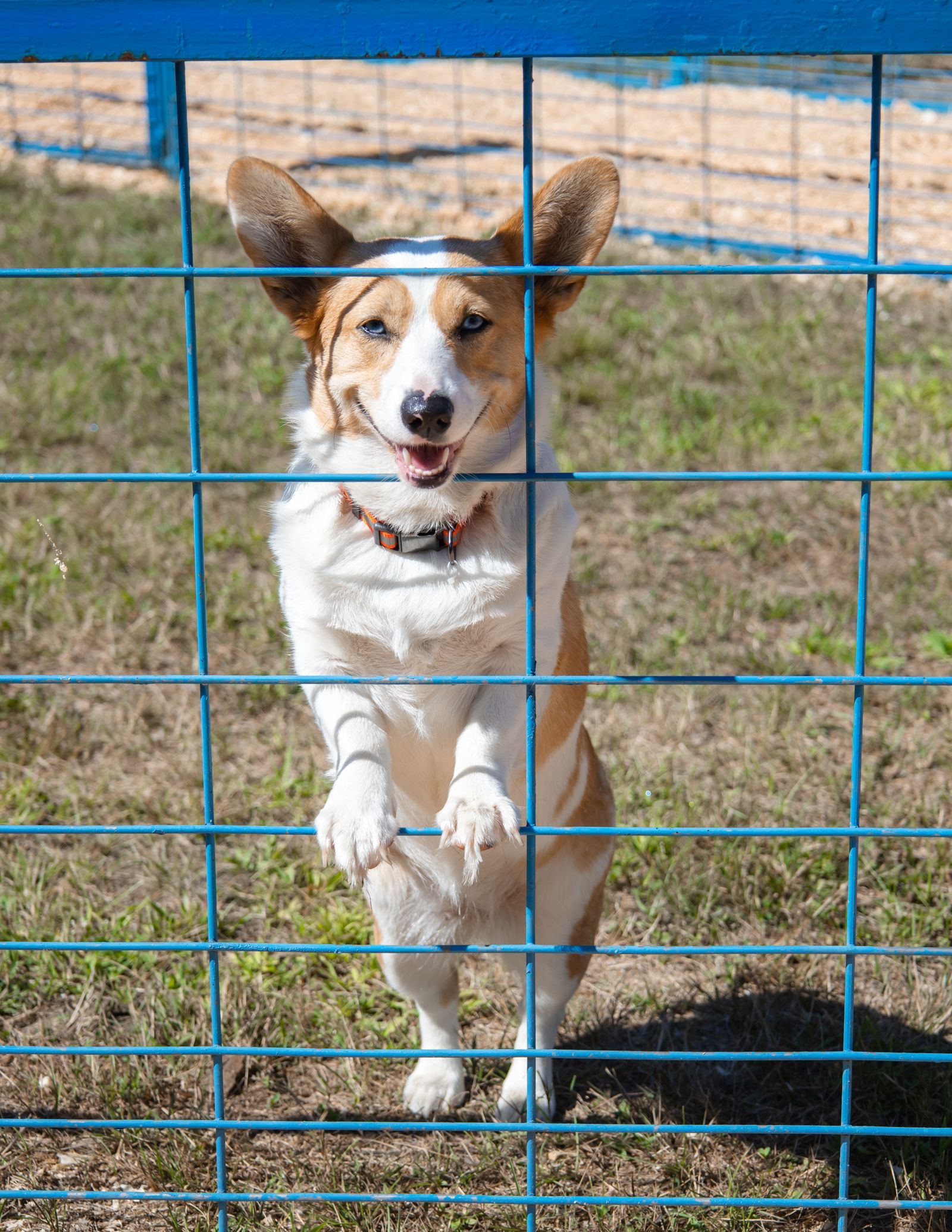 Brown-and-white dog jumping behind a blue fence in a grassy yard, ears up and tongue out.