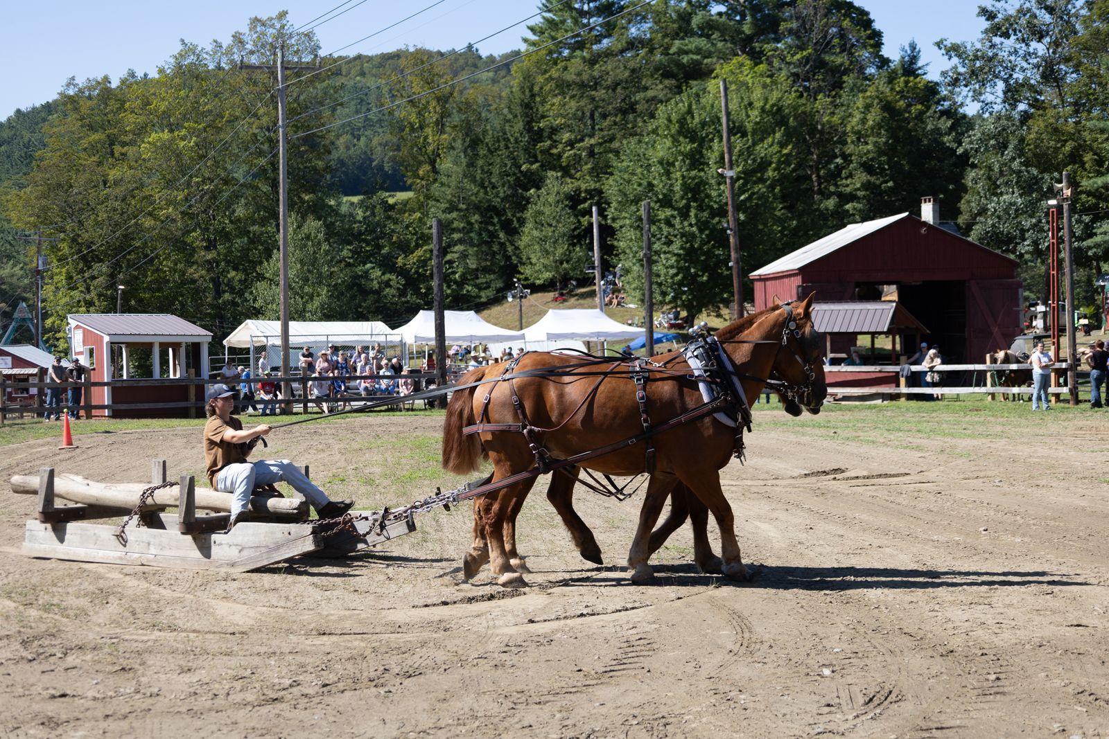 Horse-drawn cart in a dusty outdoor arena with tents and trees in the background