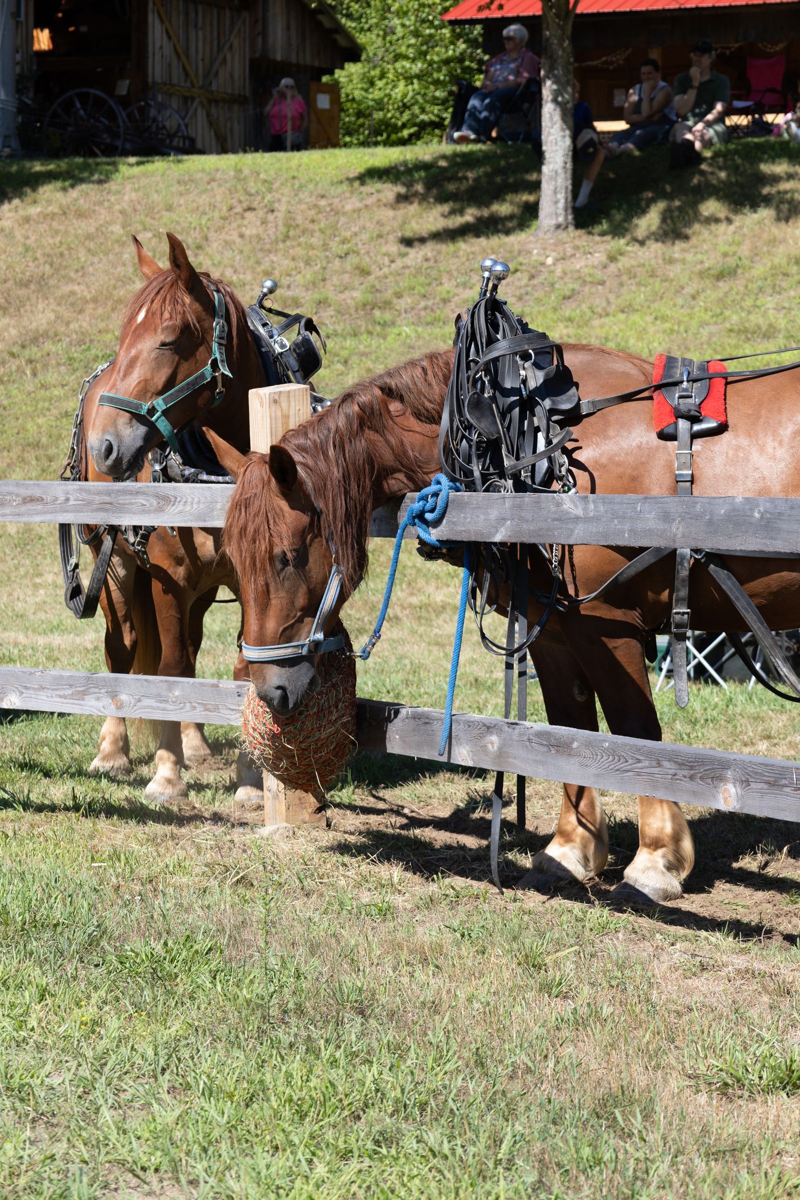 Two saddled horses grazing behind a wooden fence on a sunny grassy hillside.