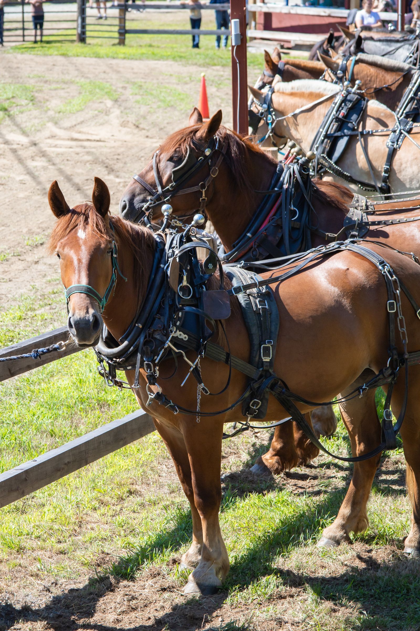 Two brown horses harnessed side by side in a grassy outdoor setting, likely pulling a carriage