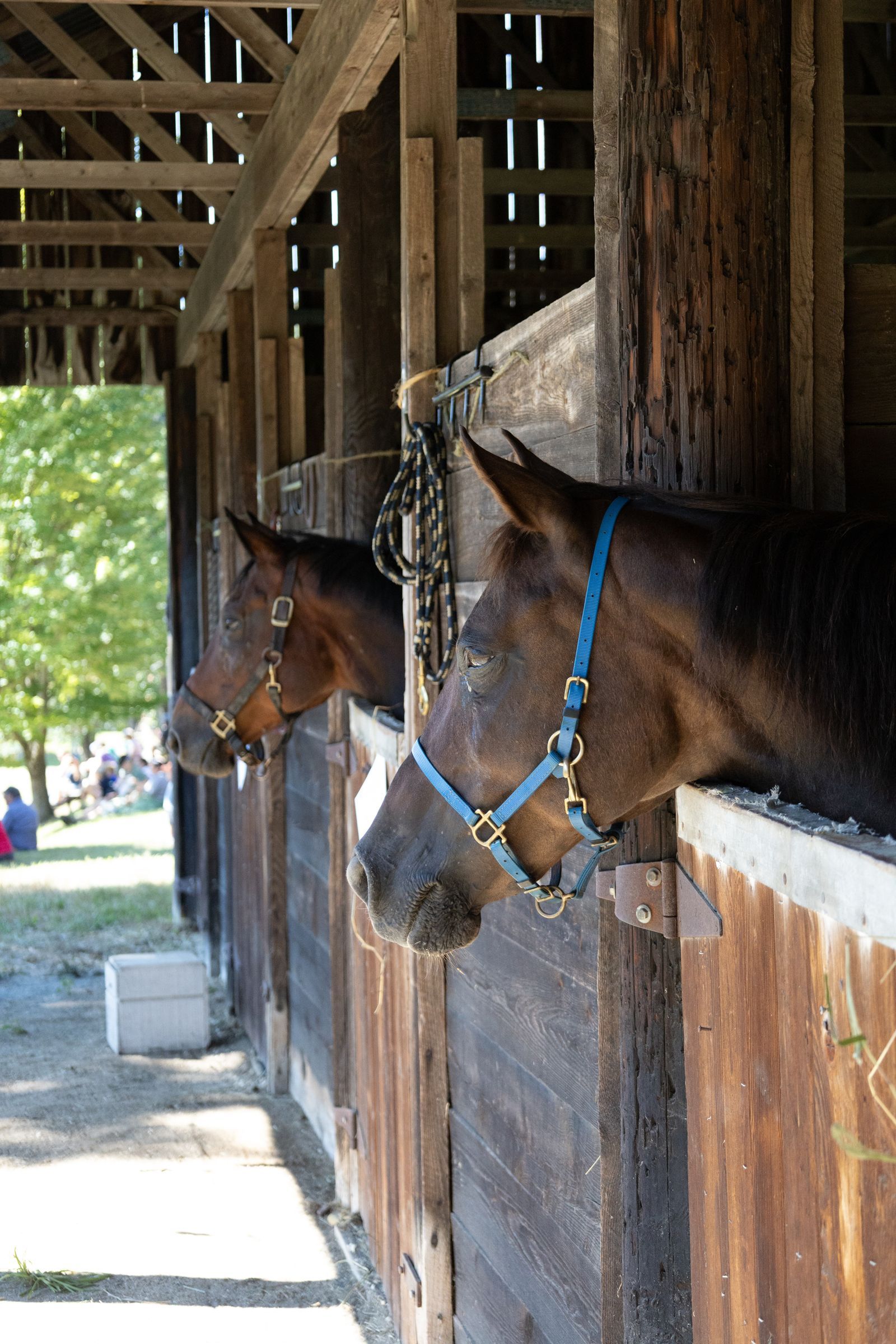 Two horses wearing blue halters lean out from a wooden stable stall.