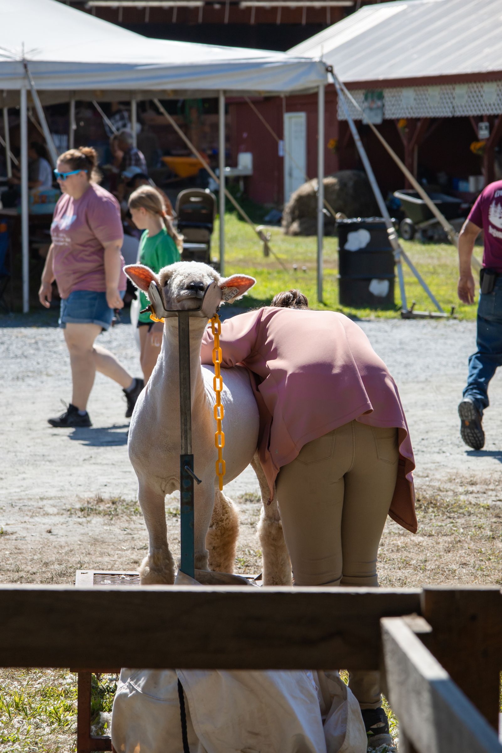 Person bending over a sheep at an outdoor fair, with tents and people in the background