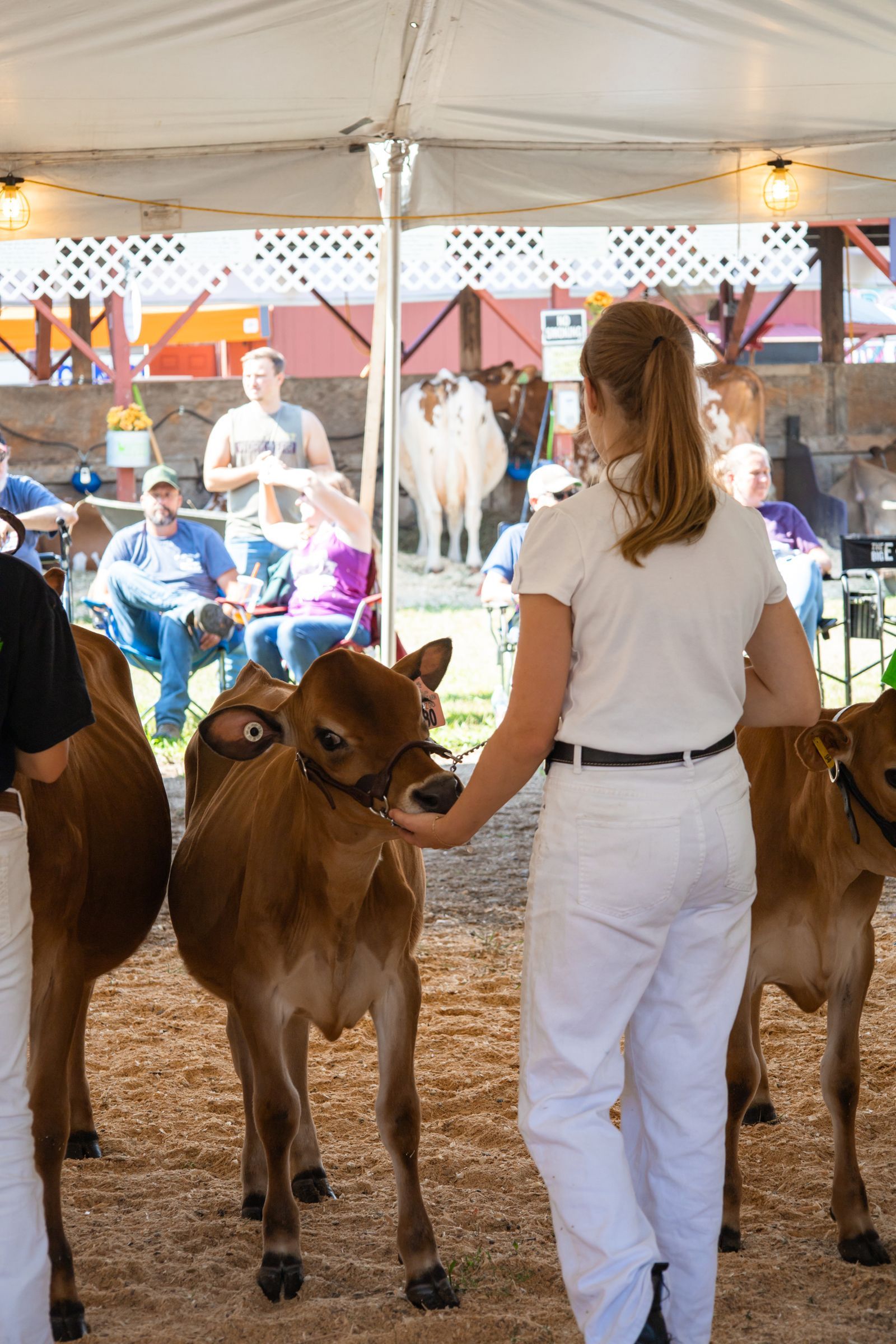 Person leading a camel in a tented livestock show ring