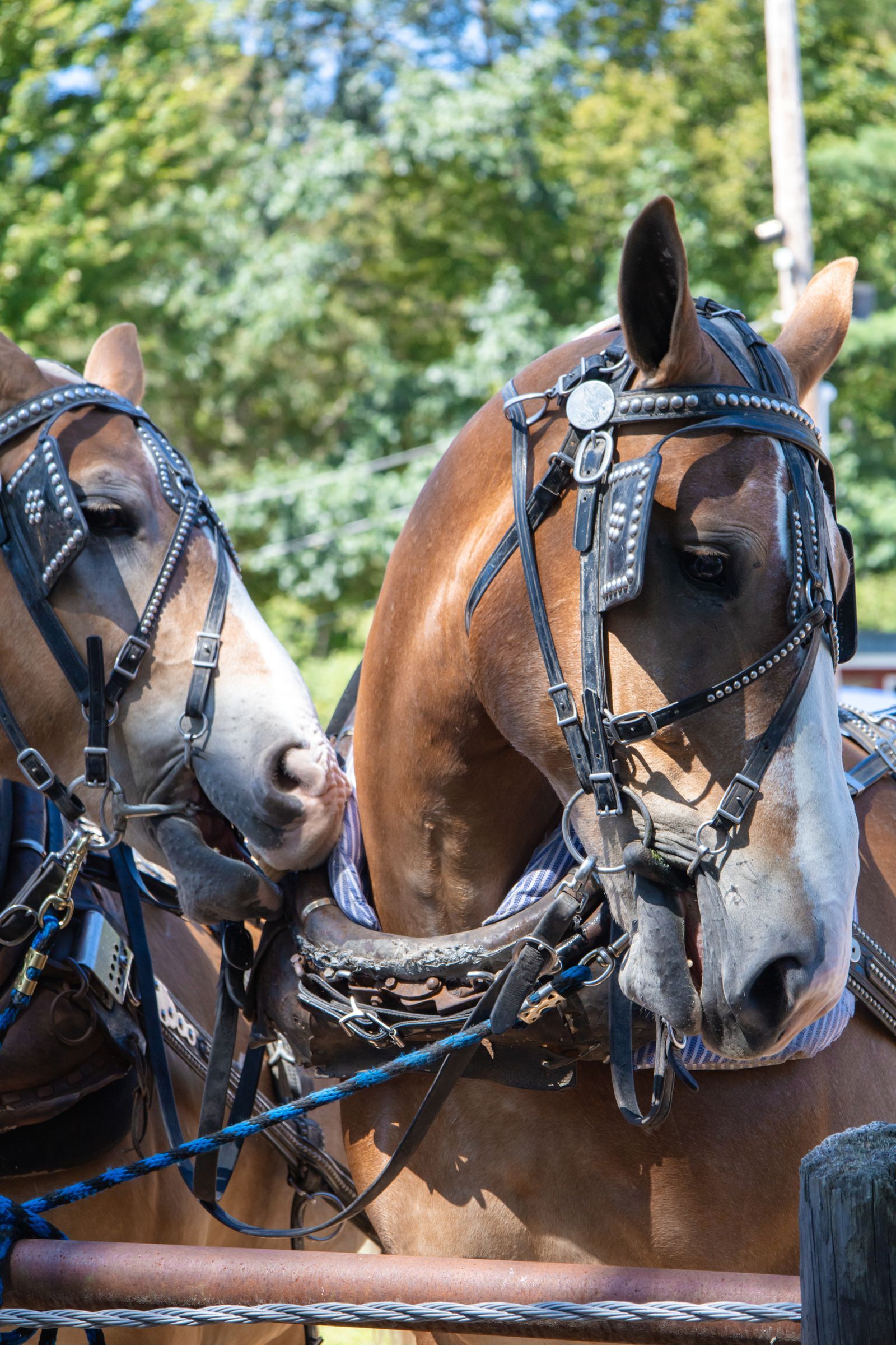 Two harnessed horses in close-up, brown and gray, with trees blurred in the background