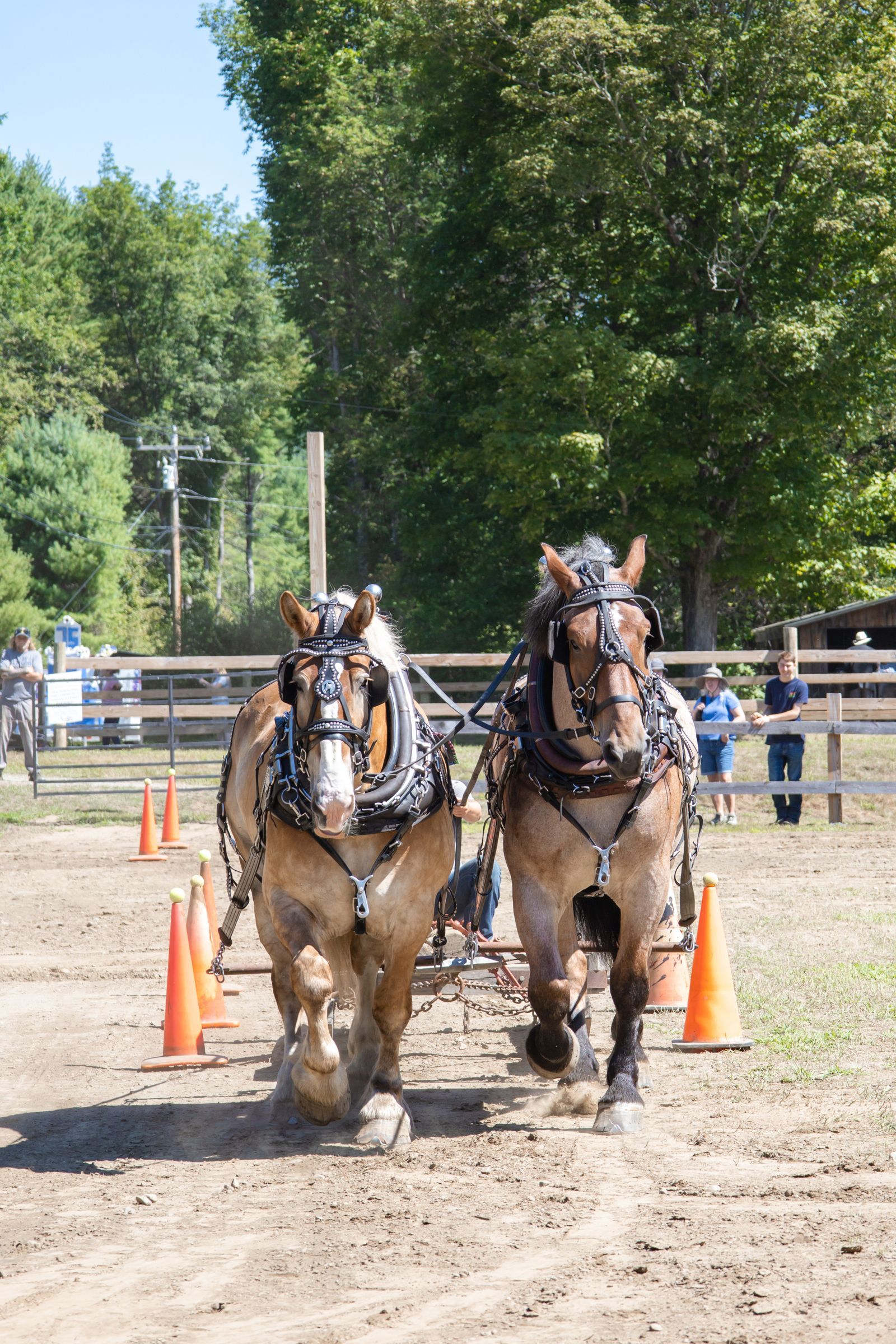 Two draft horses pulling a wagon through a dirt course marked by orange cones and trees