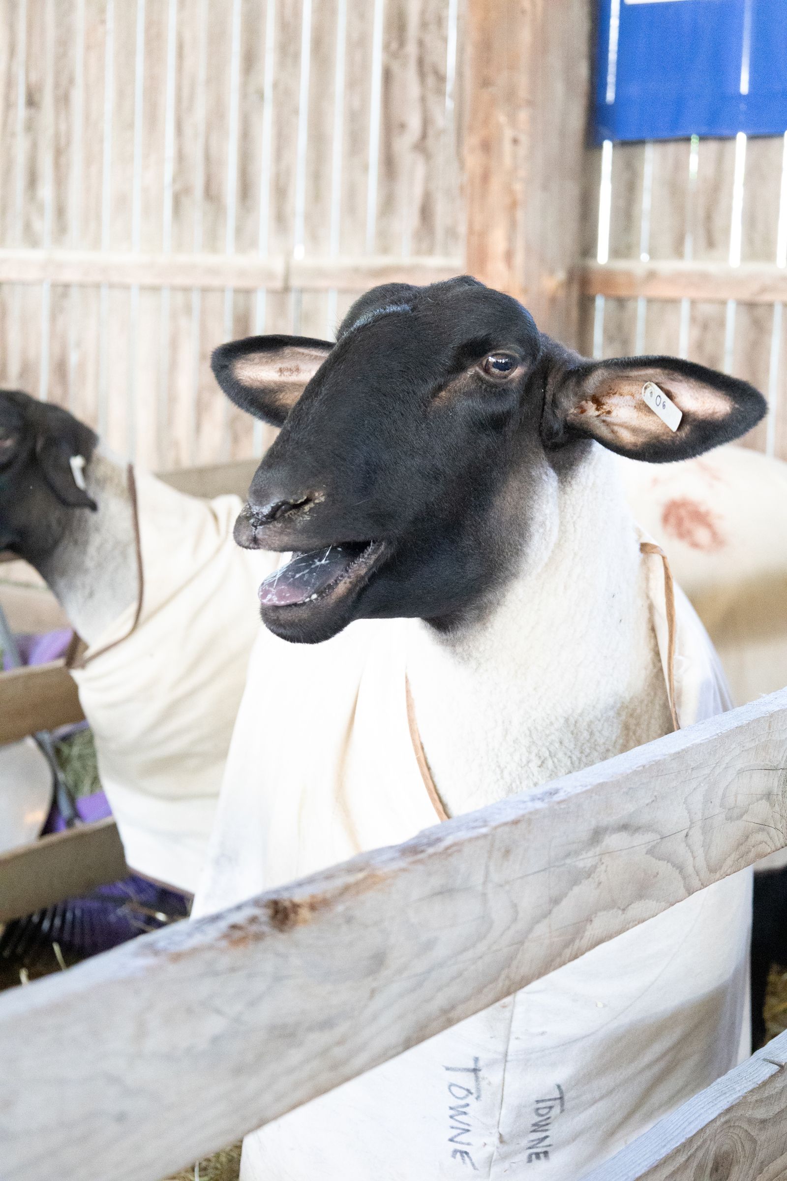 Black-and-white goat in a pen, wearing a white cloth, with another goat in the background.