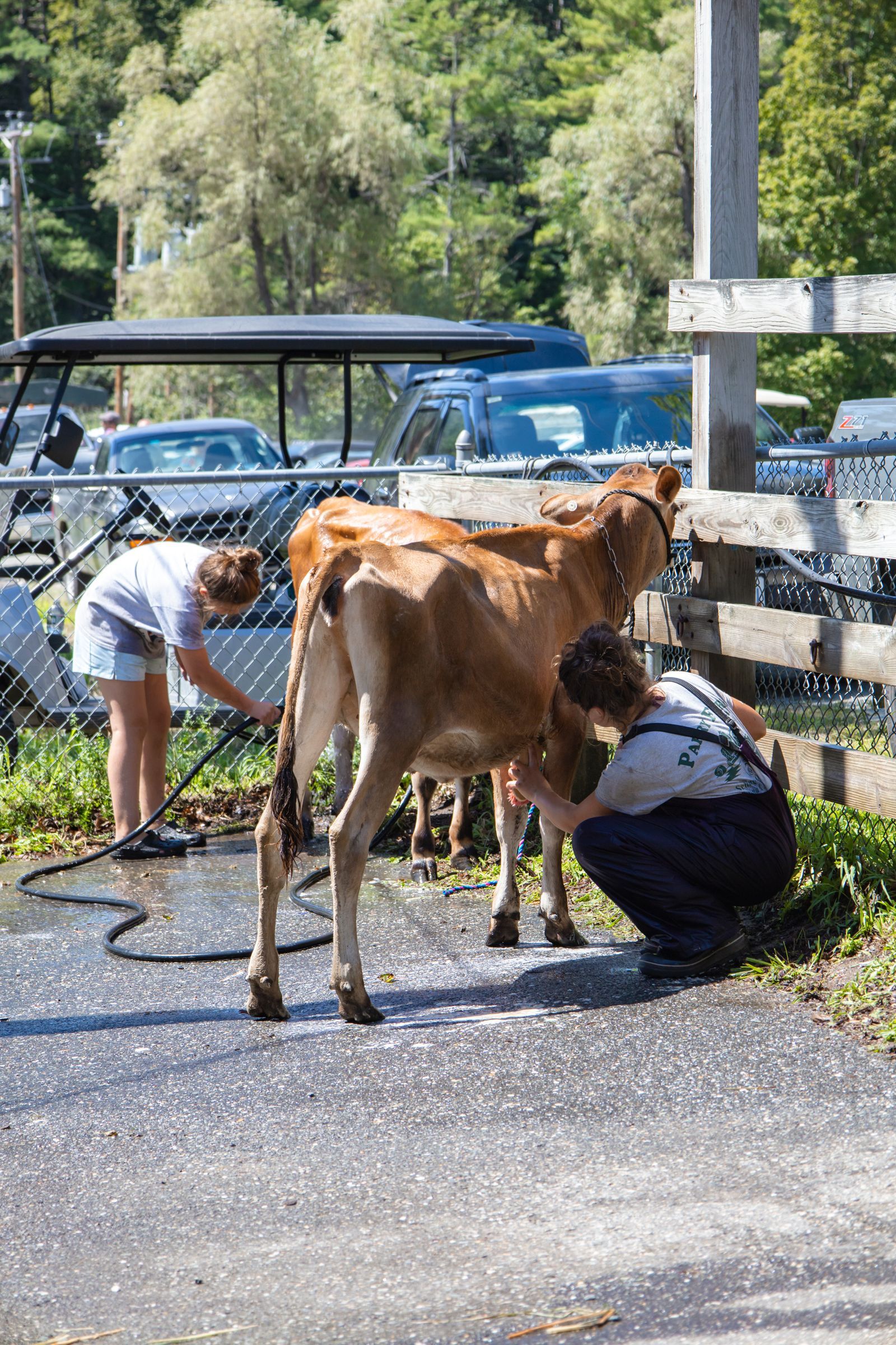 Two people wash a brown cow outdoors near a fence and parked vehicles.