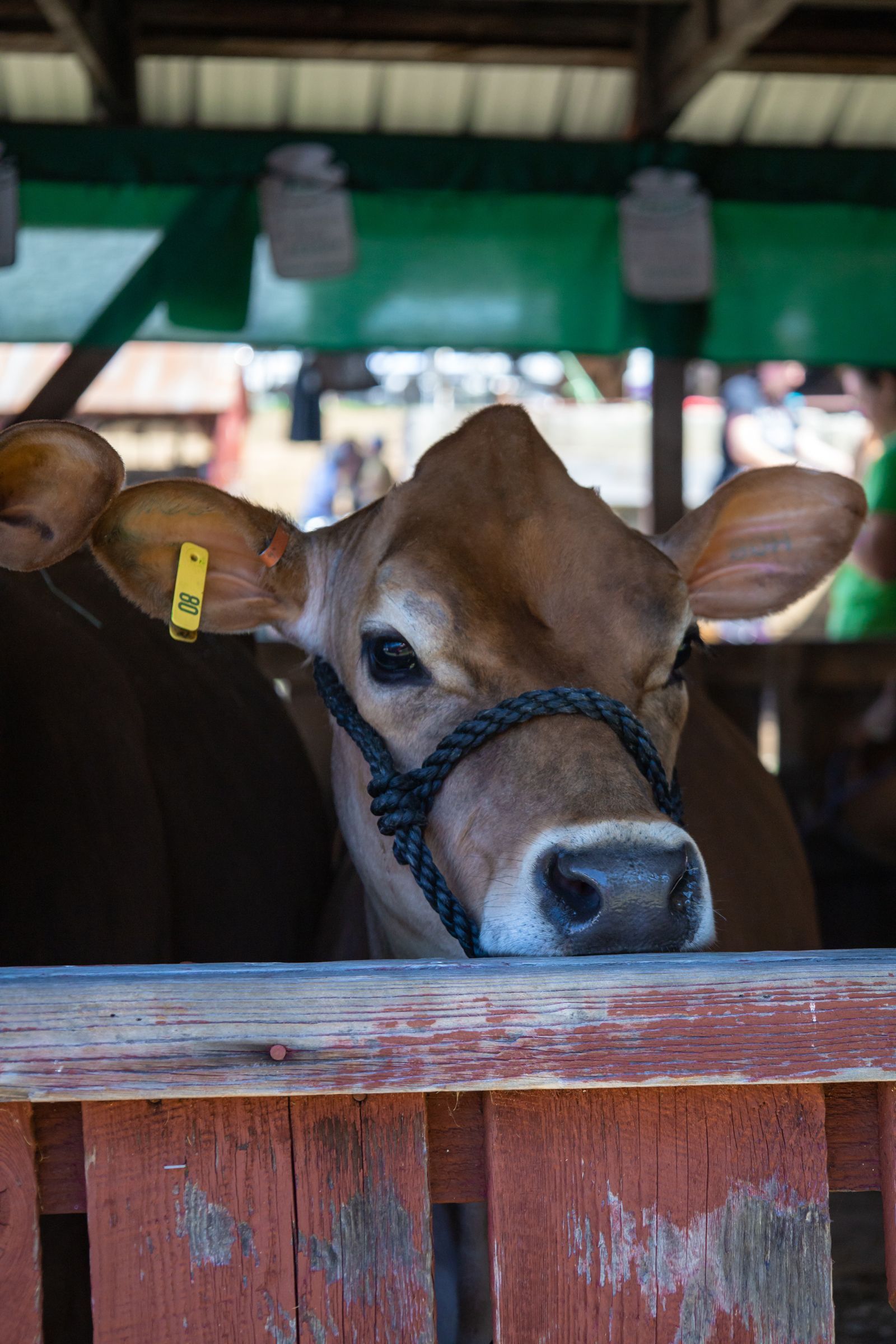 Brown cow in a stall, wearing a black halter, peeking over a red wooden fence.