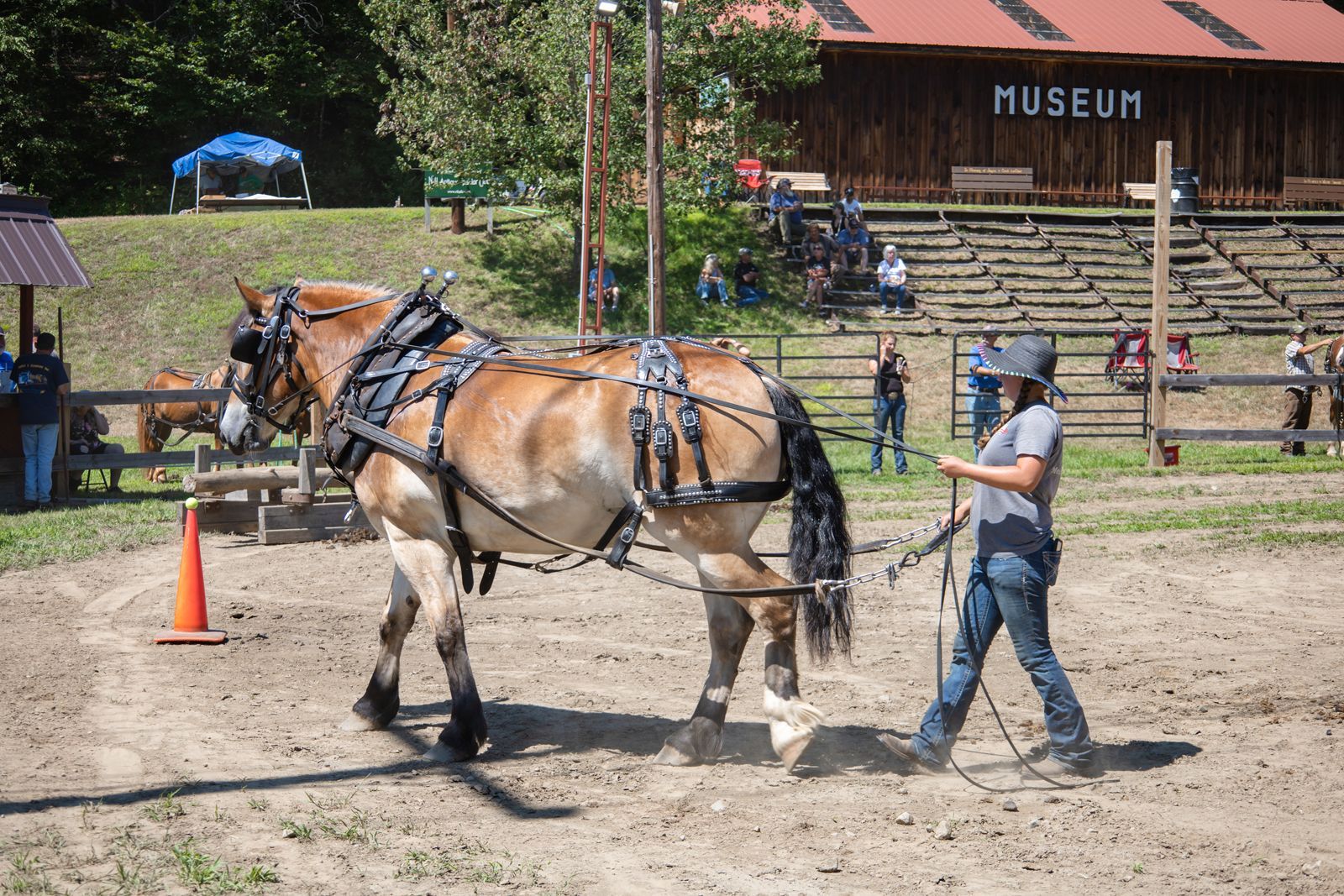 Two harnessed horses and a handler in a dirt arena, with museum steps in the background
