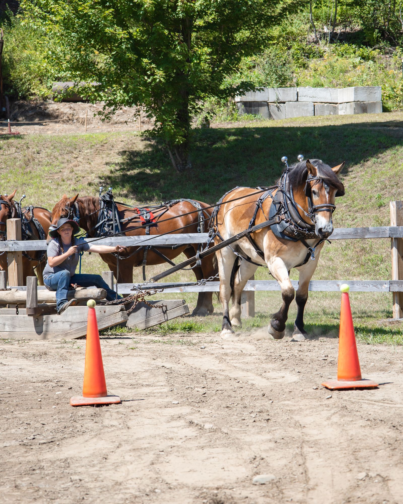Horse pulling a cart past orange cones on a dirt path, with a seated driver and a wooden fence behind.