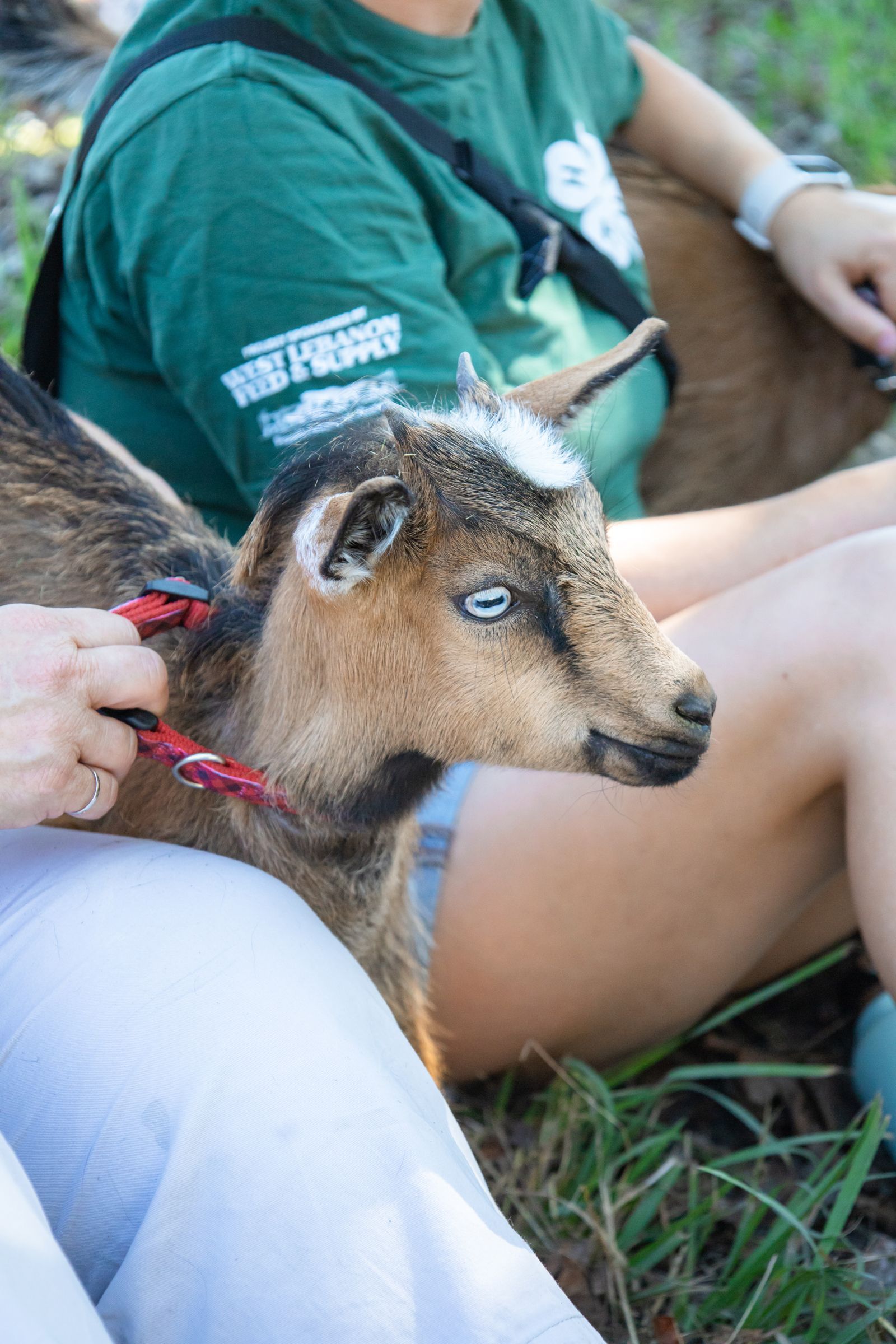 Young goat on a red leash sitting beside a person in a green shirt outdoors