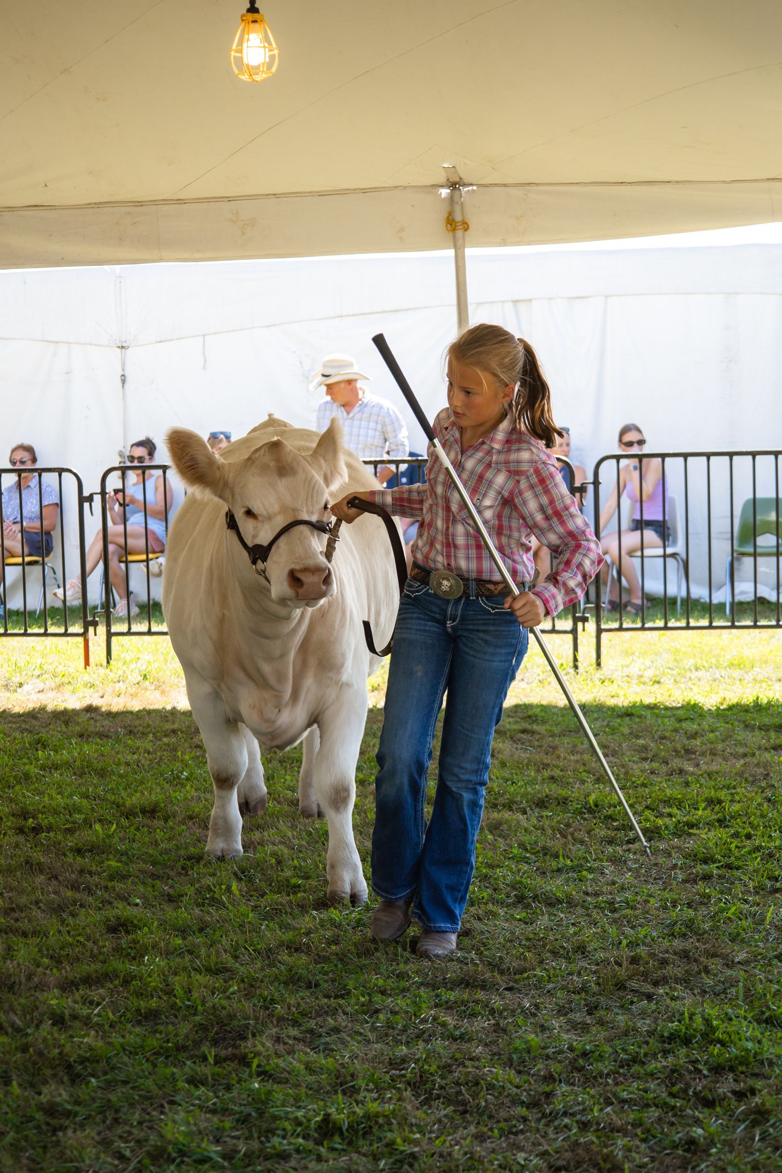 Person leading a white cow under a tent at an outdoor event