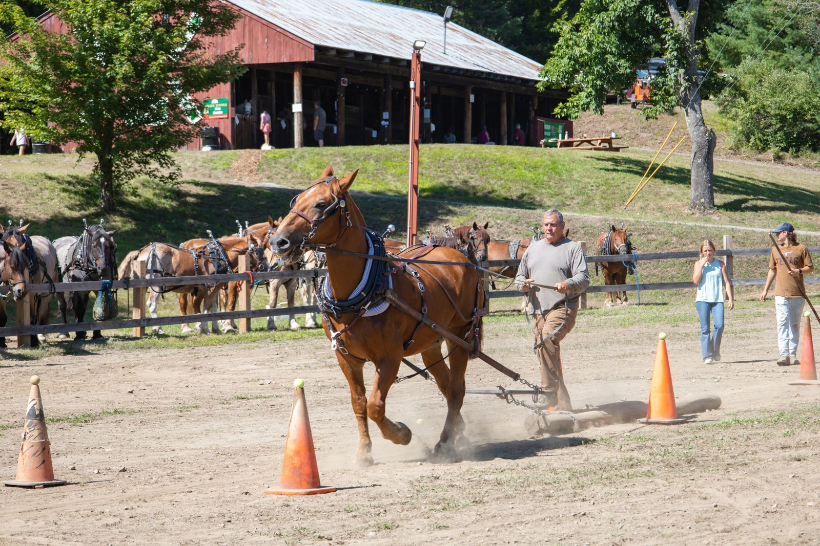 Horse pulling a cart through orange cones in a dusty arena, with people watching nearby