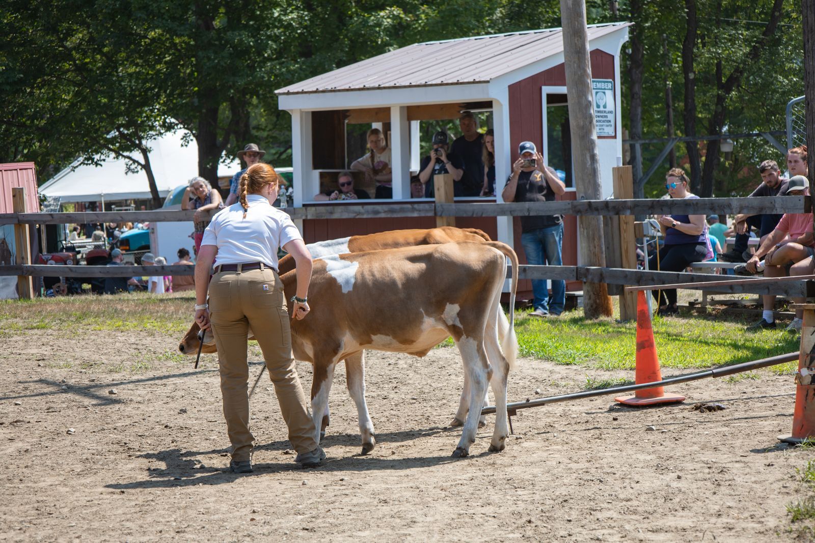 Person leading a brown-and-white cow in an outdoor livestock show ring, with spectators nearby