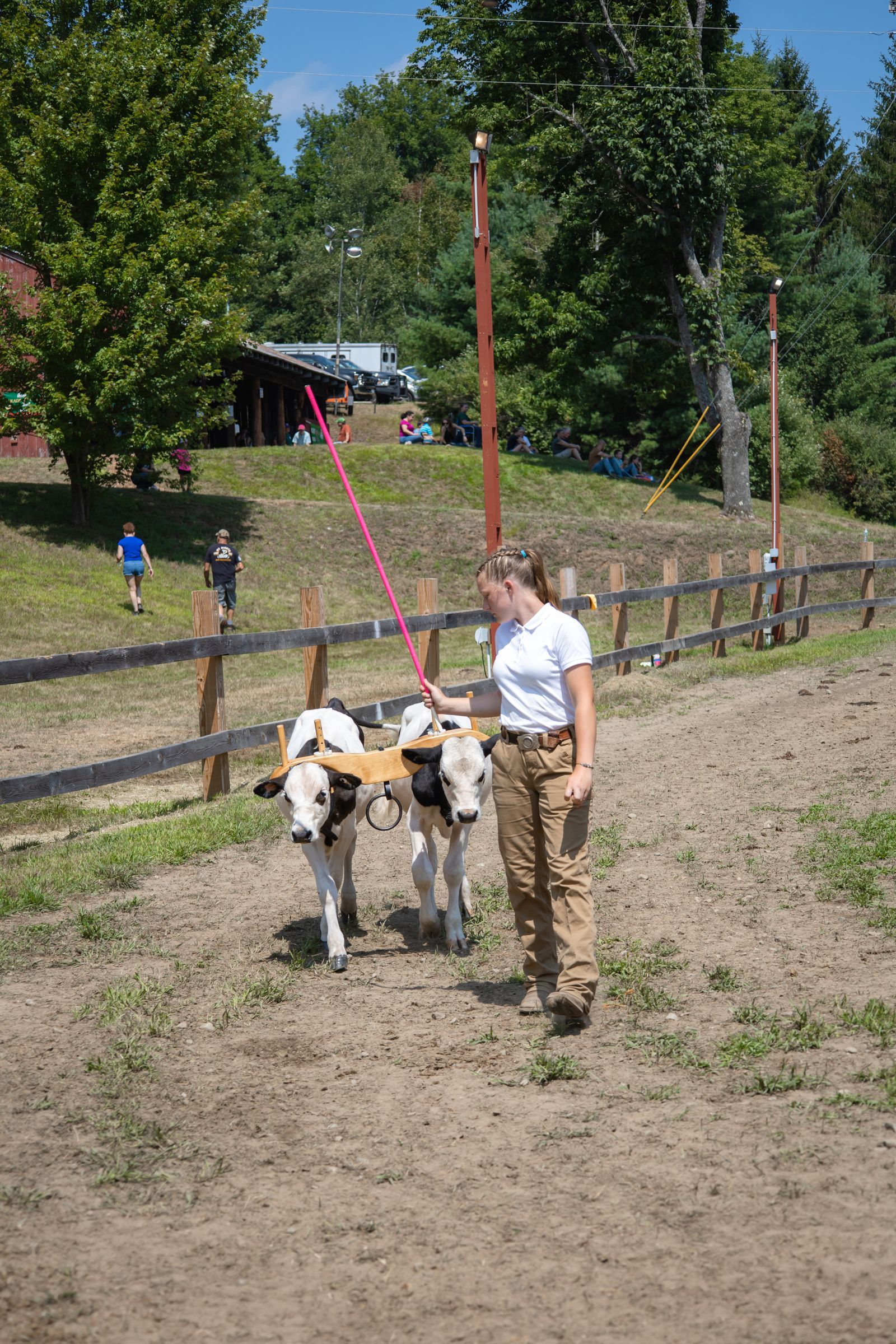 Person walking two goats on leashes in a sunny dirt paddock with fence and trees.