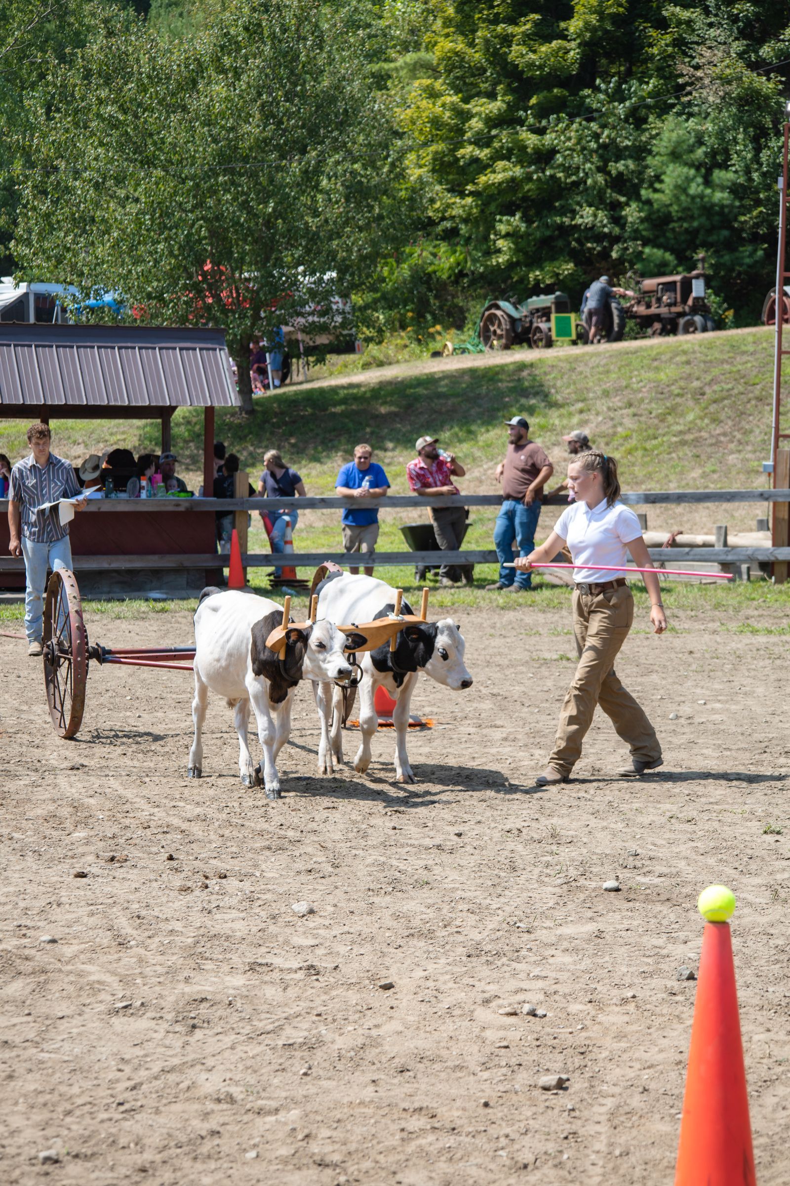 People guiding a small cart pulled by goats in a dirt arena, with a fence and trees behind.