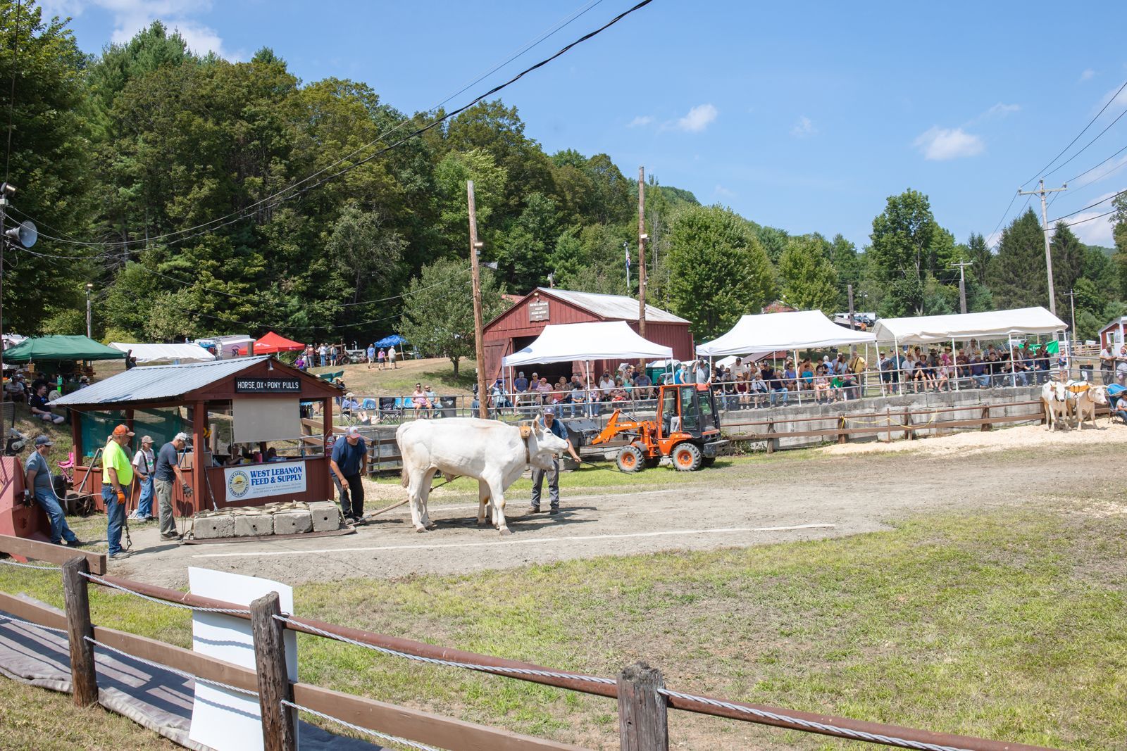 Outdoor livestock fair with a white cow, tents, and people near a wooded hillside.