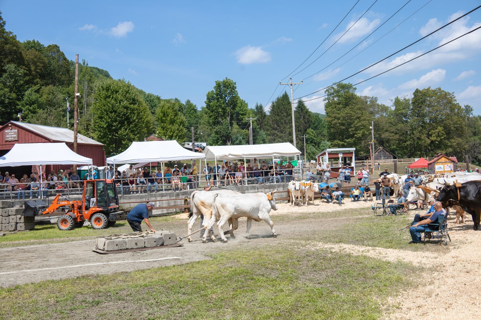 White horses pull a carriage past tents and spectators at an outdoor fair on a sunny day