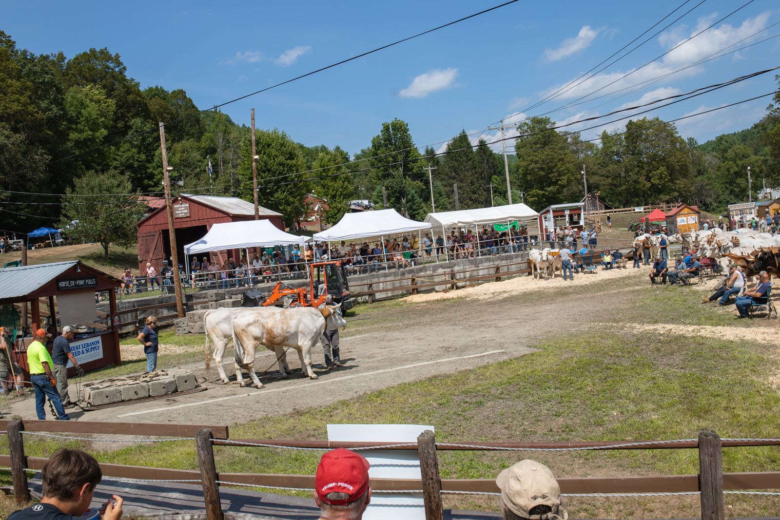 Elephants walking in an outdoor arena at a zoo show, with tents and spectators in the background