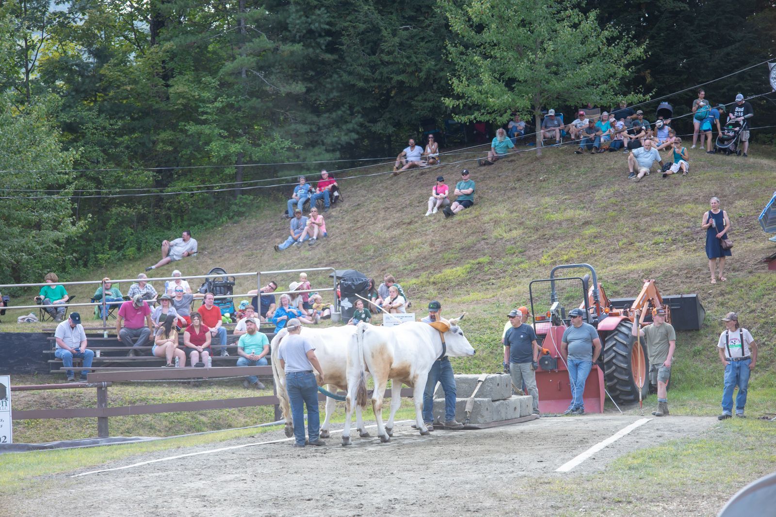 People gathered at an outdoor horse event with two white horses in a dirt arena and spectators on a hillside.