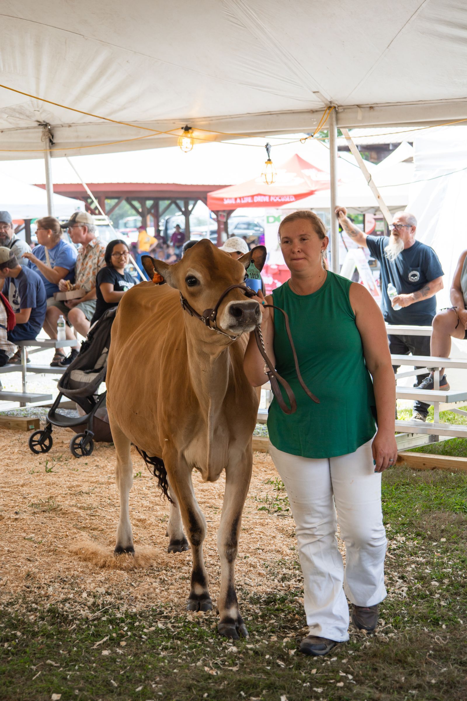Cow standing beside a woman under a white tent at a livestock show