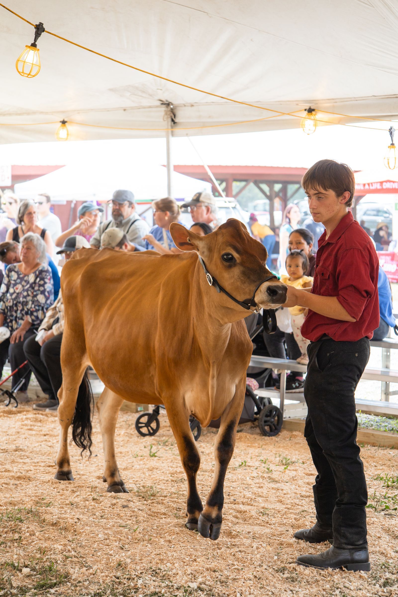 Brown cow standing in a tent while a handler in red shirt holds its lead rope, with seated crowd behind.